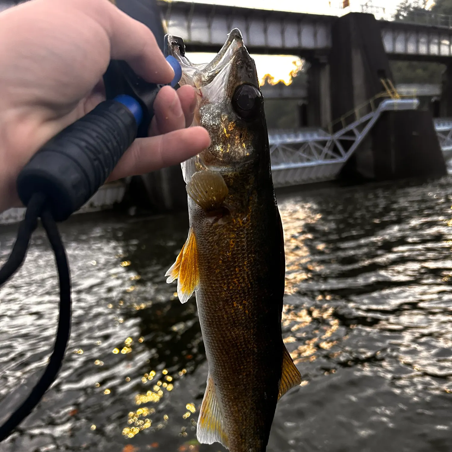Walleye caught on Fishbrain