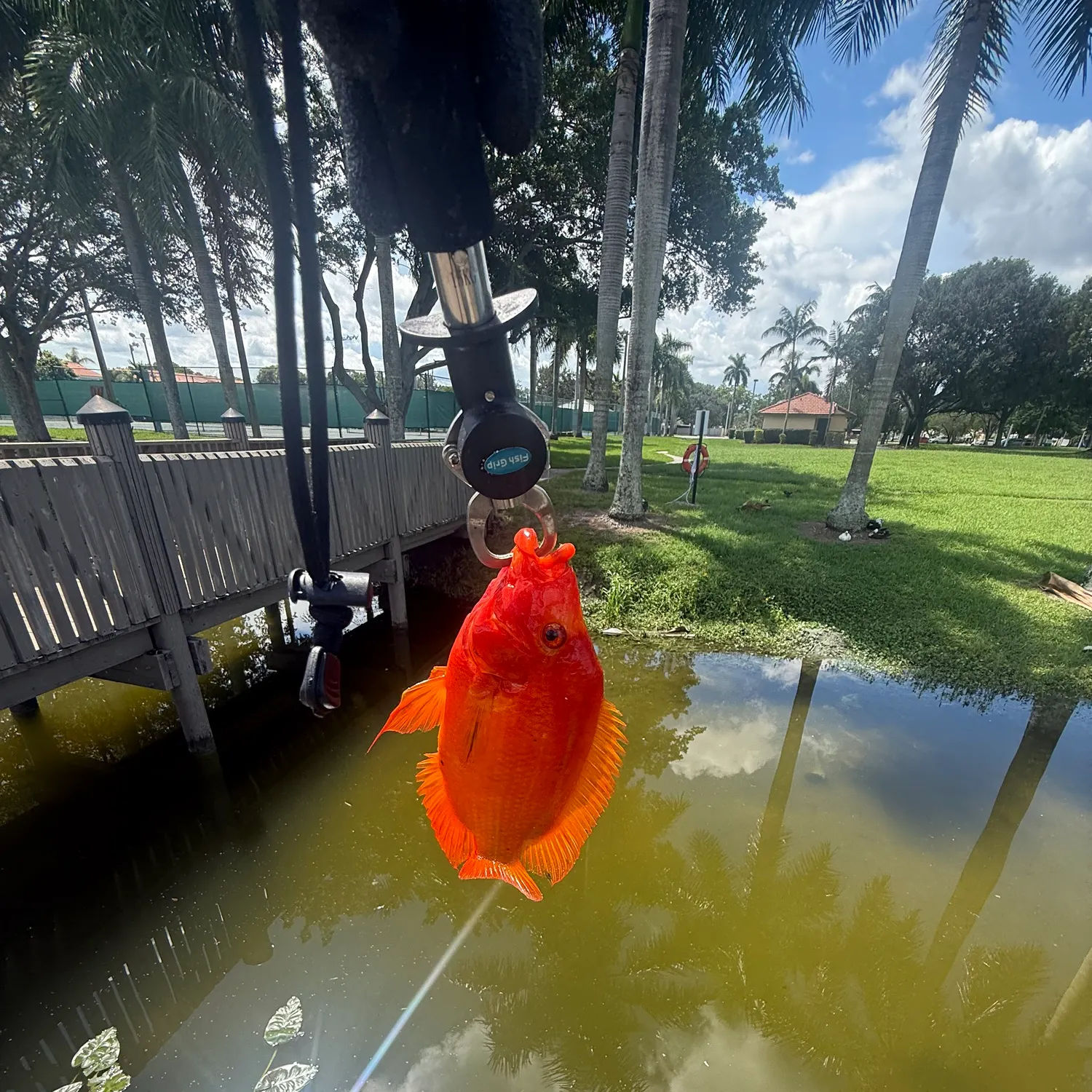 The most recent Midas cichlid catches on Fishbrain