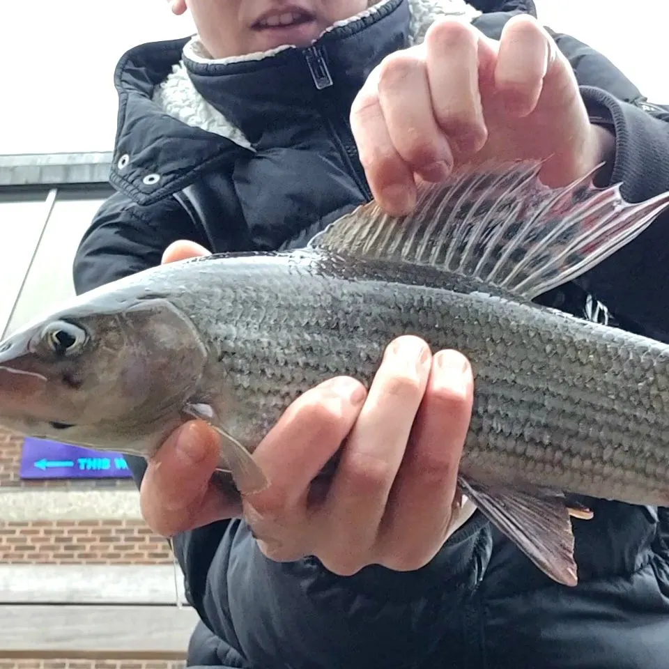 The most recent European grayling catches on Fishbrain