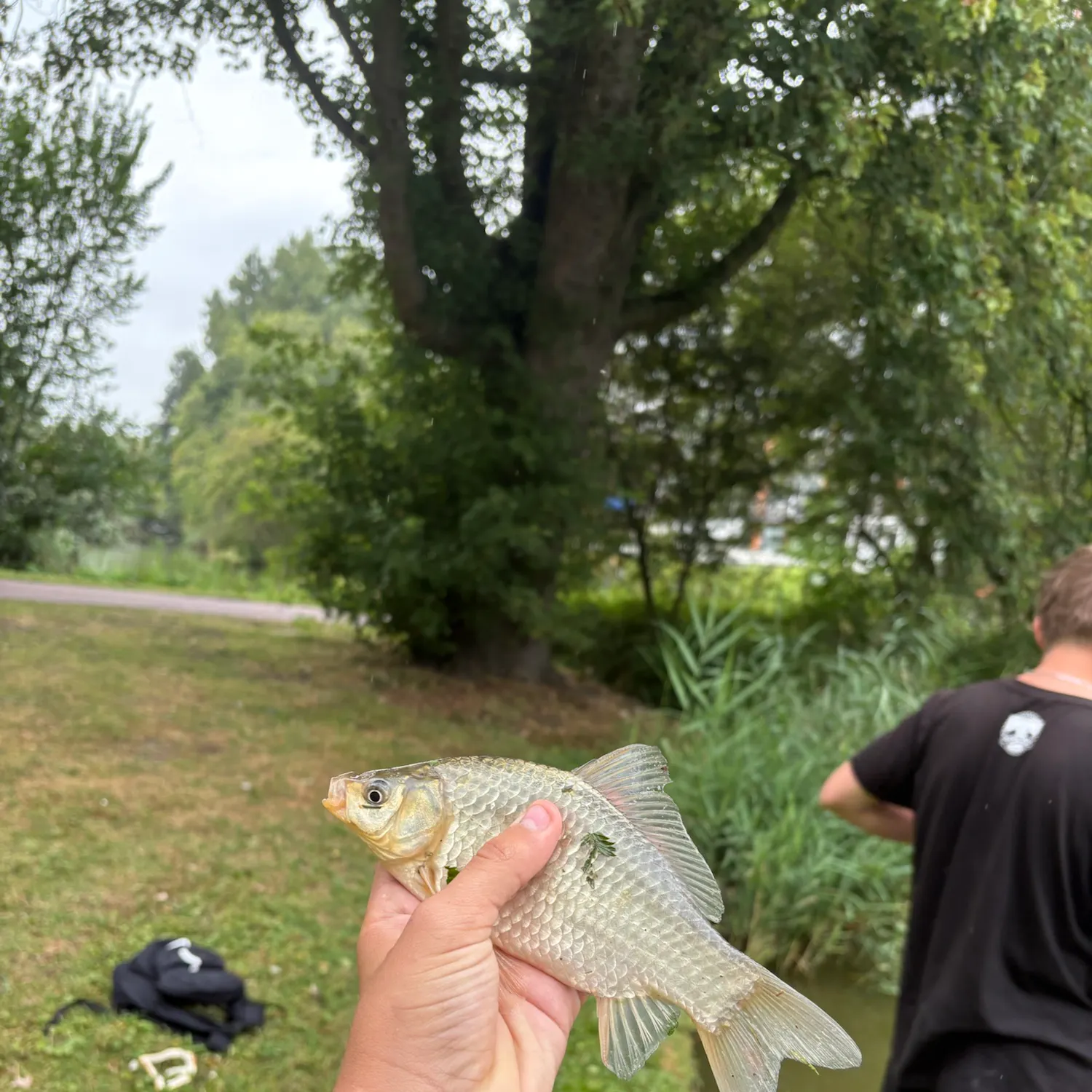 Prussian carp caught on Fishbrain