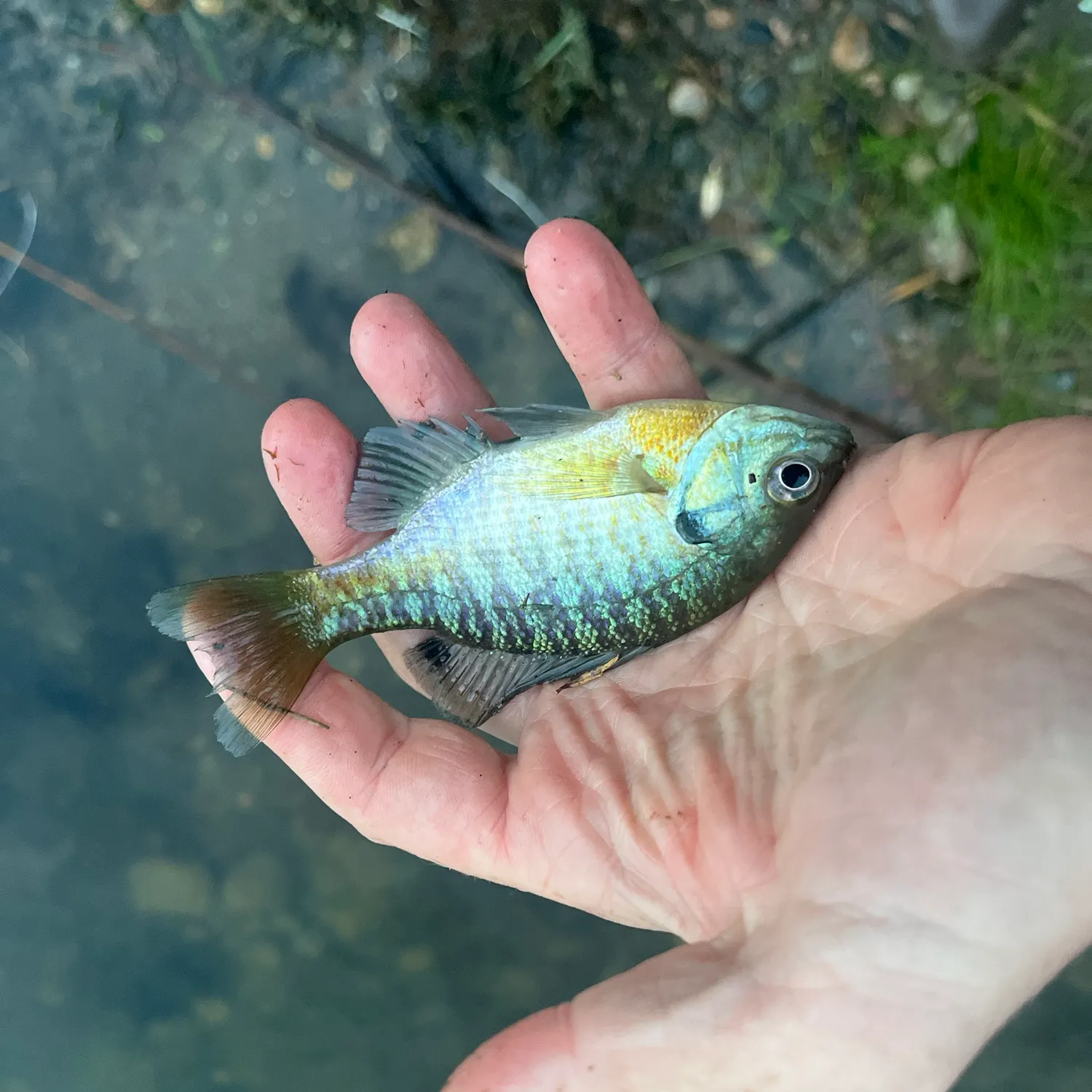 Bluegill caught on Fishbrain