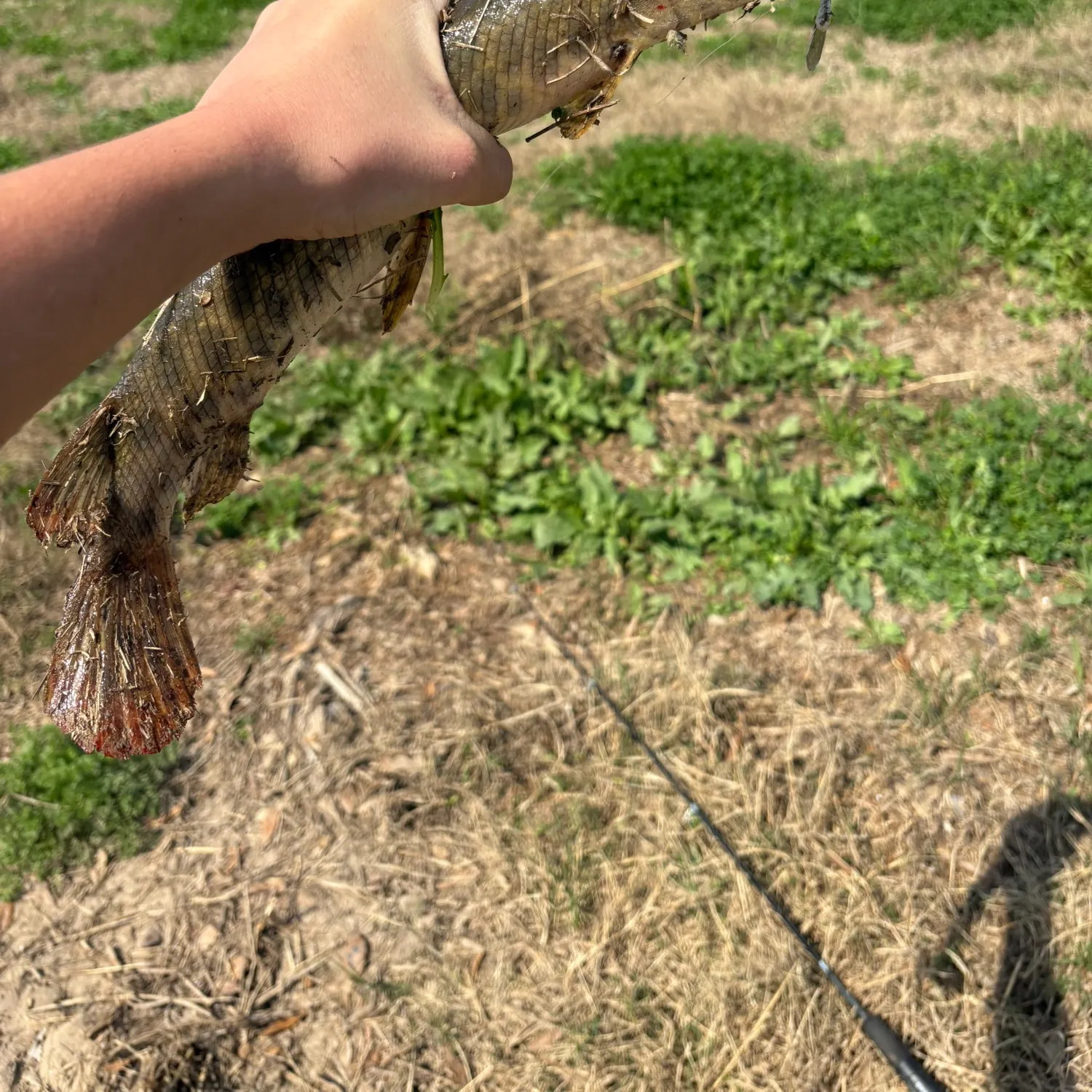 The most recent Alligator gar catches on Fishbrain