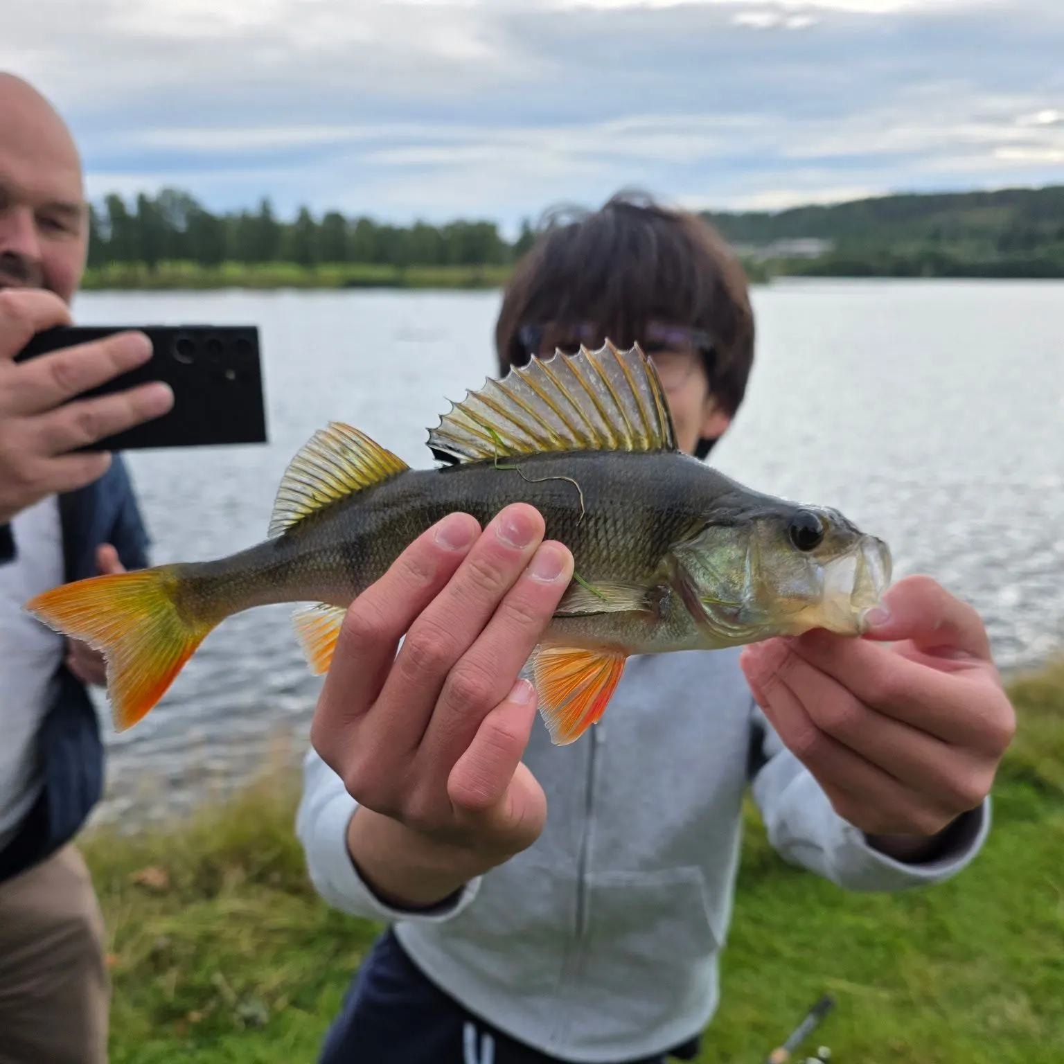 European perch caught on Fishbrain
