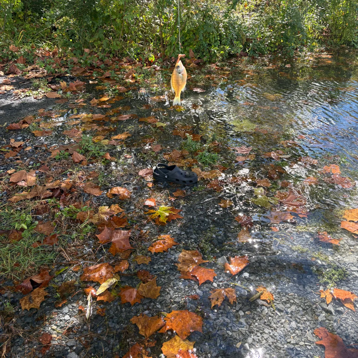 Bluegill caught on Fishbrain