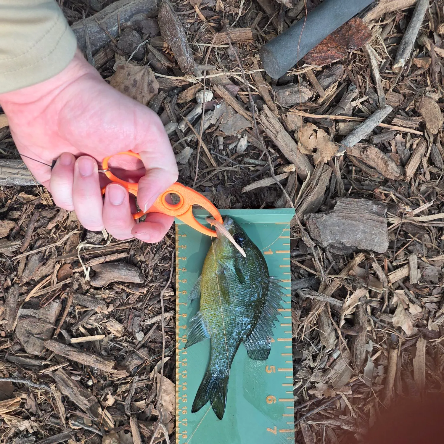 Redbreast sunfish caught on Fishbrain