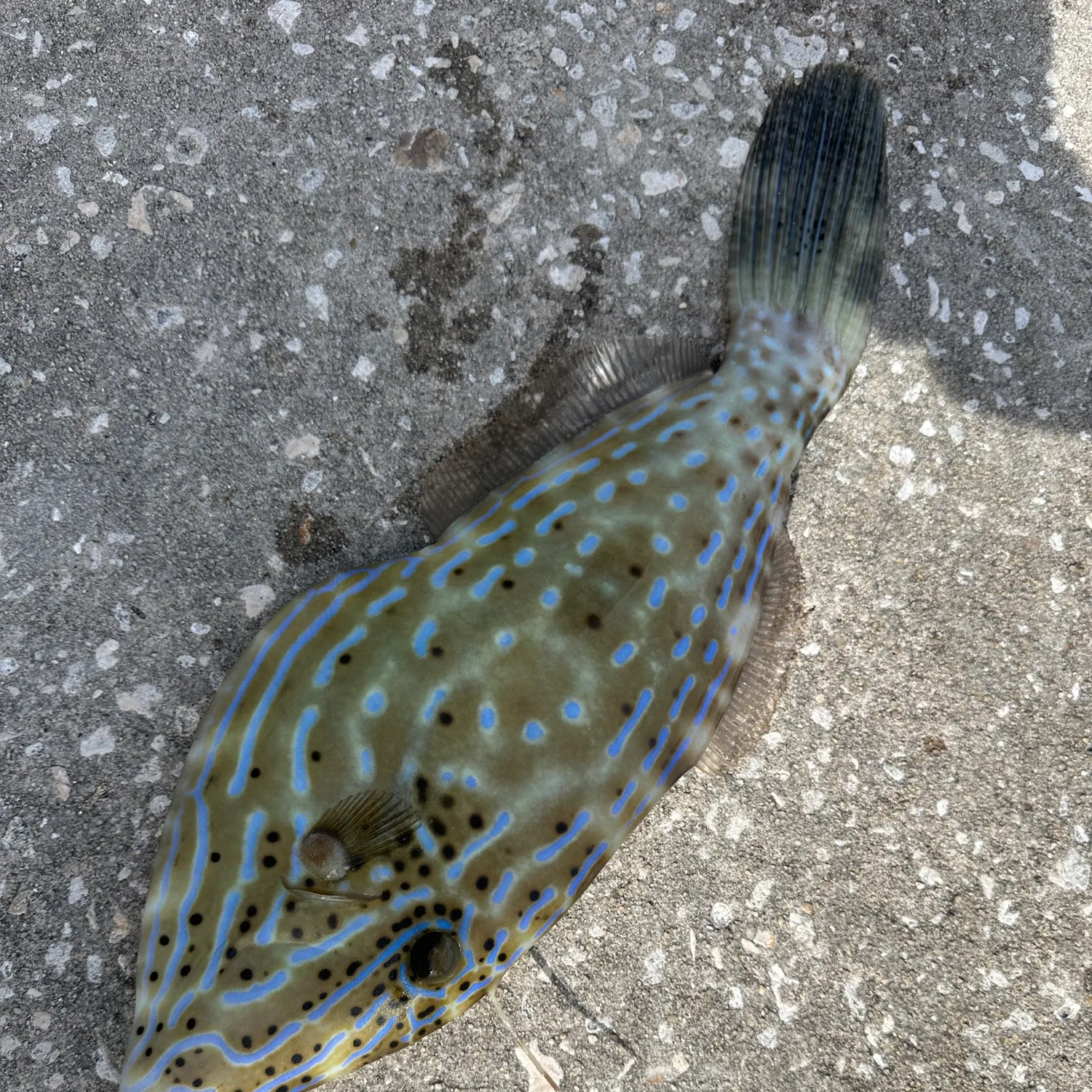 The most recent Scrawled filefish catches on Fishbrain