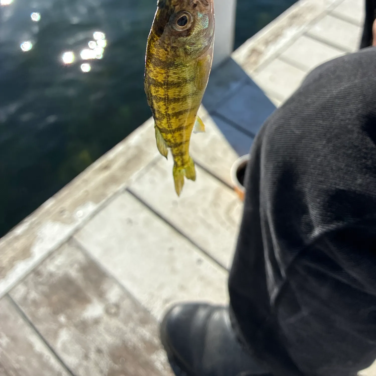 Yellow perch caught on Fishbrain