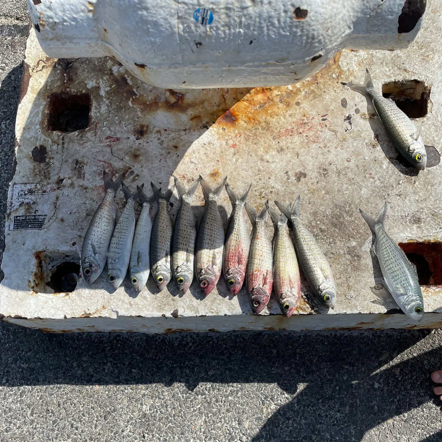 recently logged catches