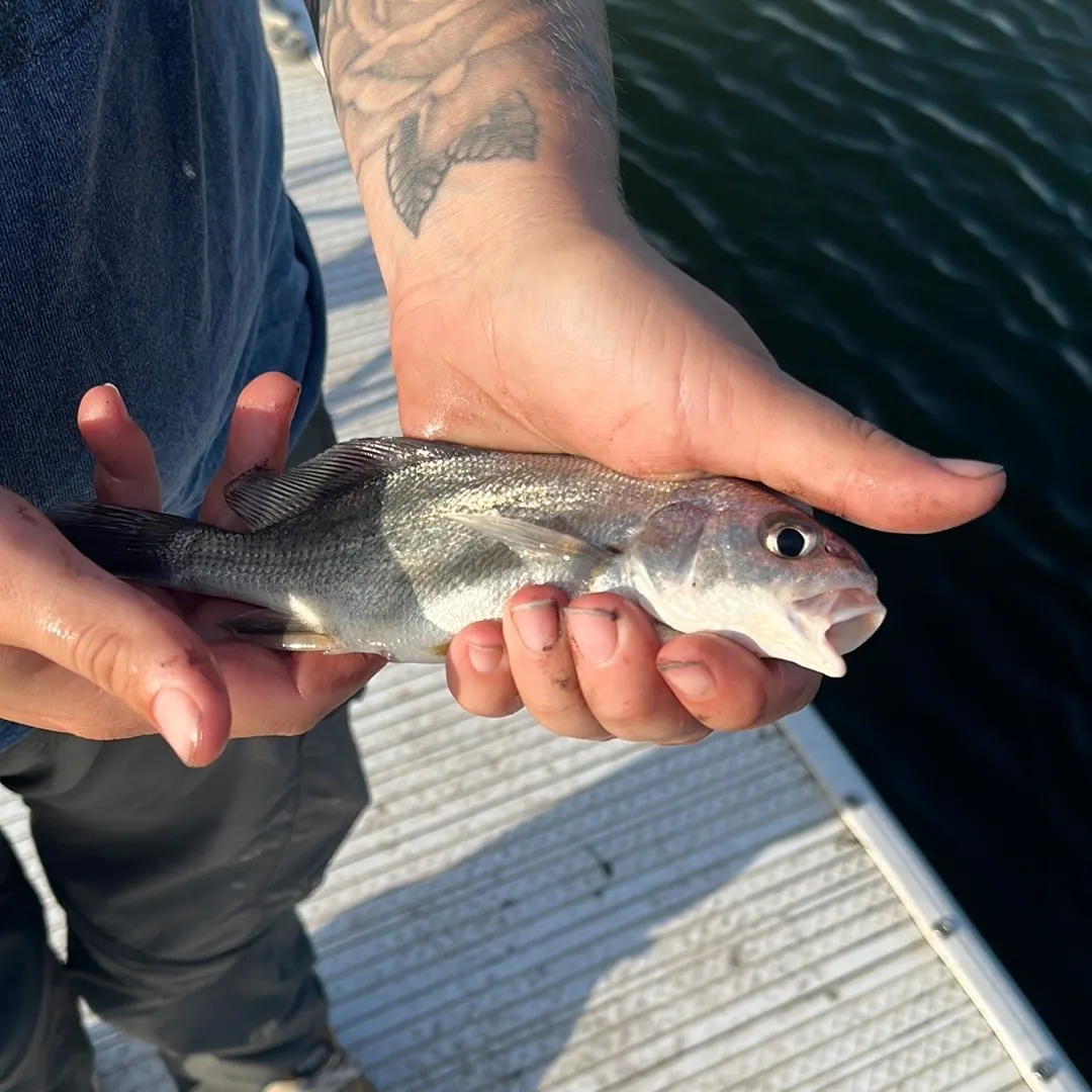 Freshwater drum caught on Fishbrain