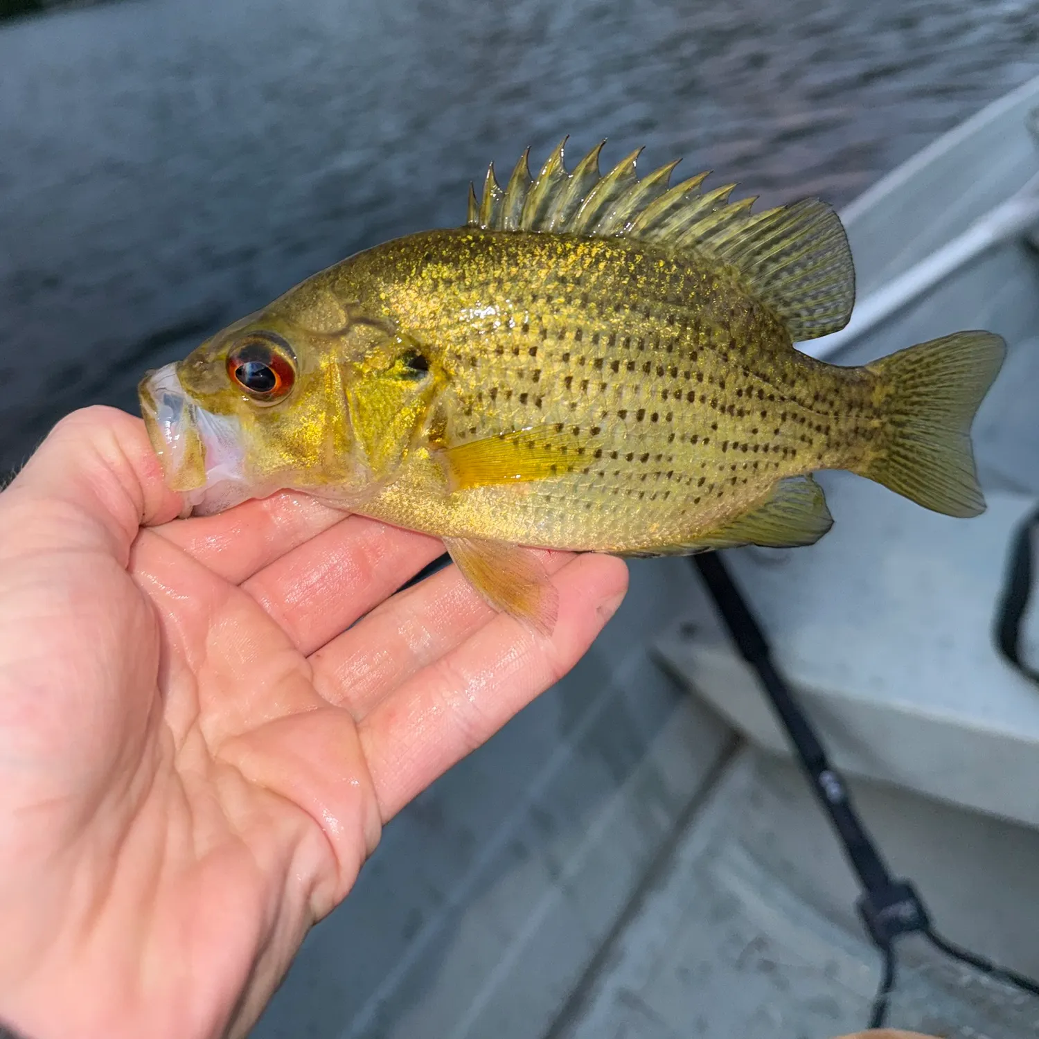 Rock bass caught on Fishbrain