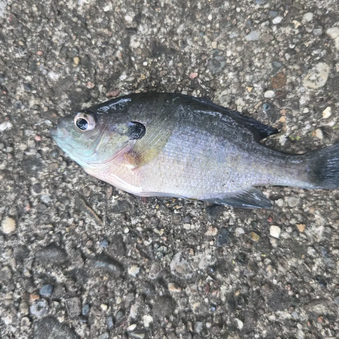 Bluegill caught on Fishbrain