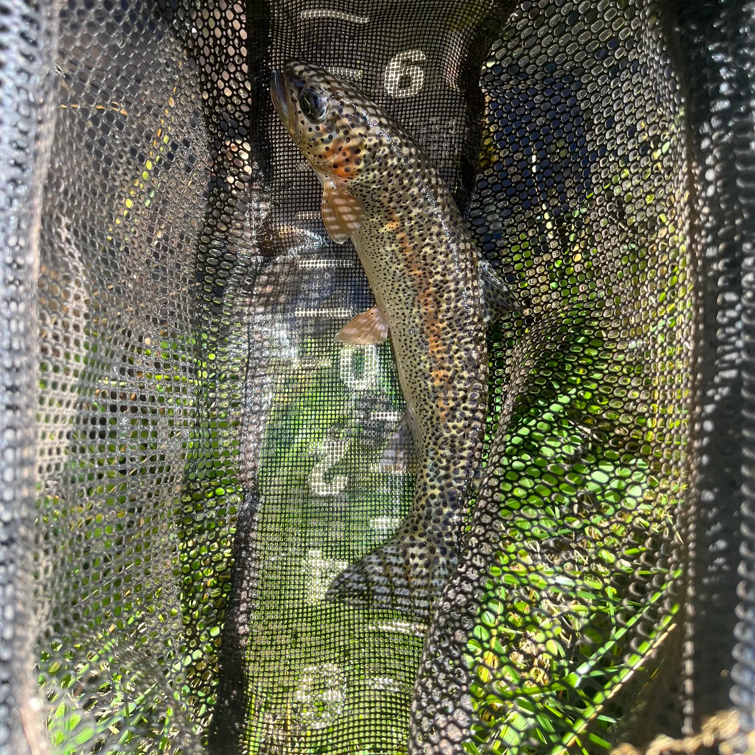 Rainbow trout caught on Fishbrain