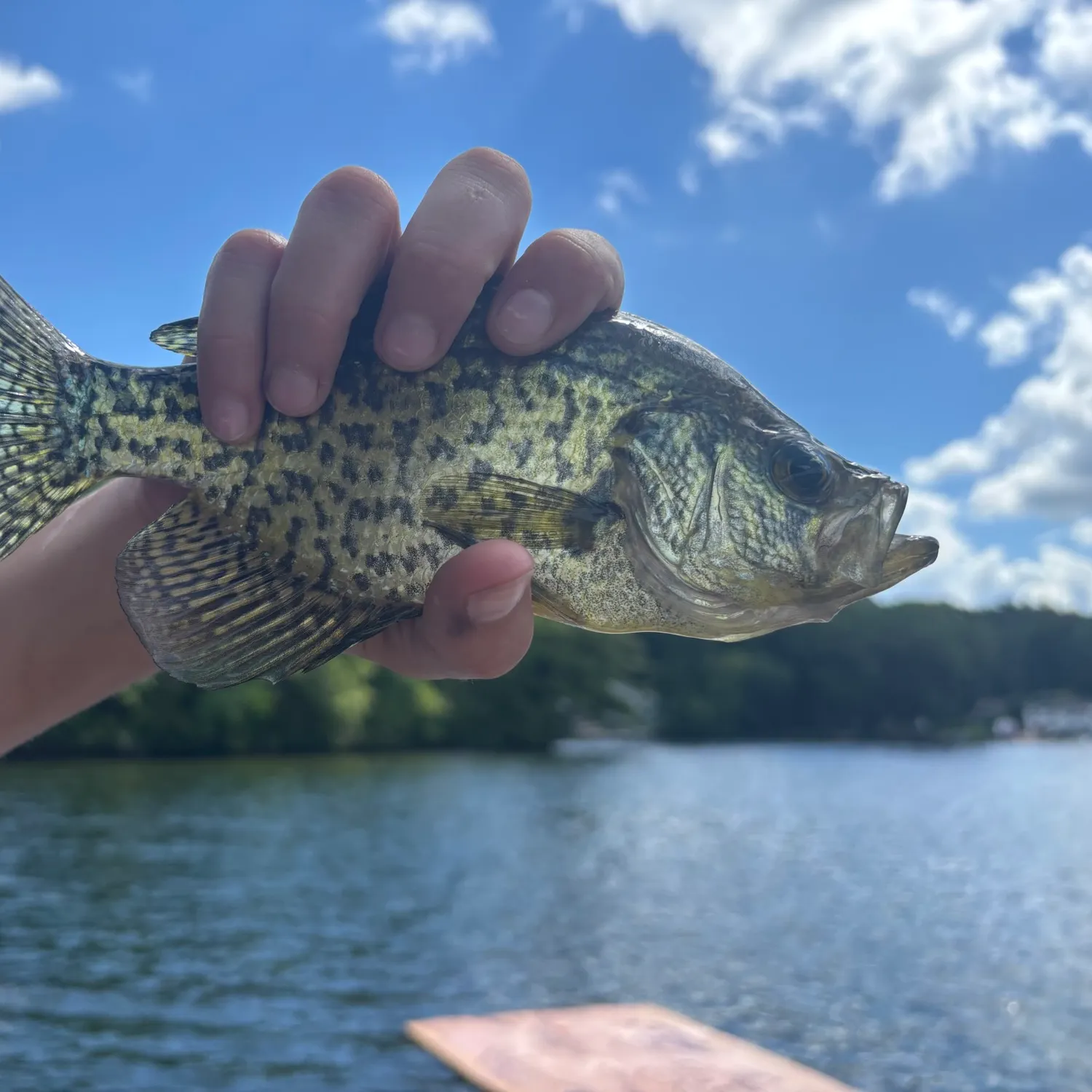 Black crappie caught on Fishbrain