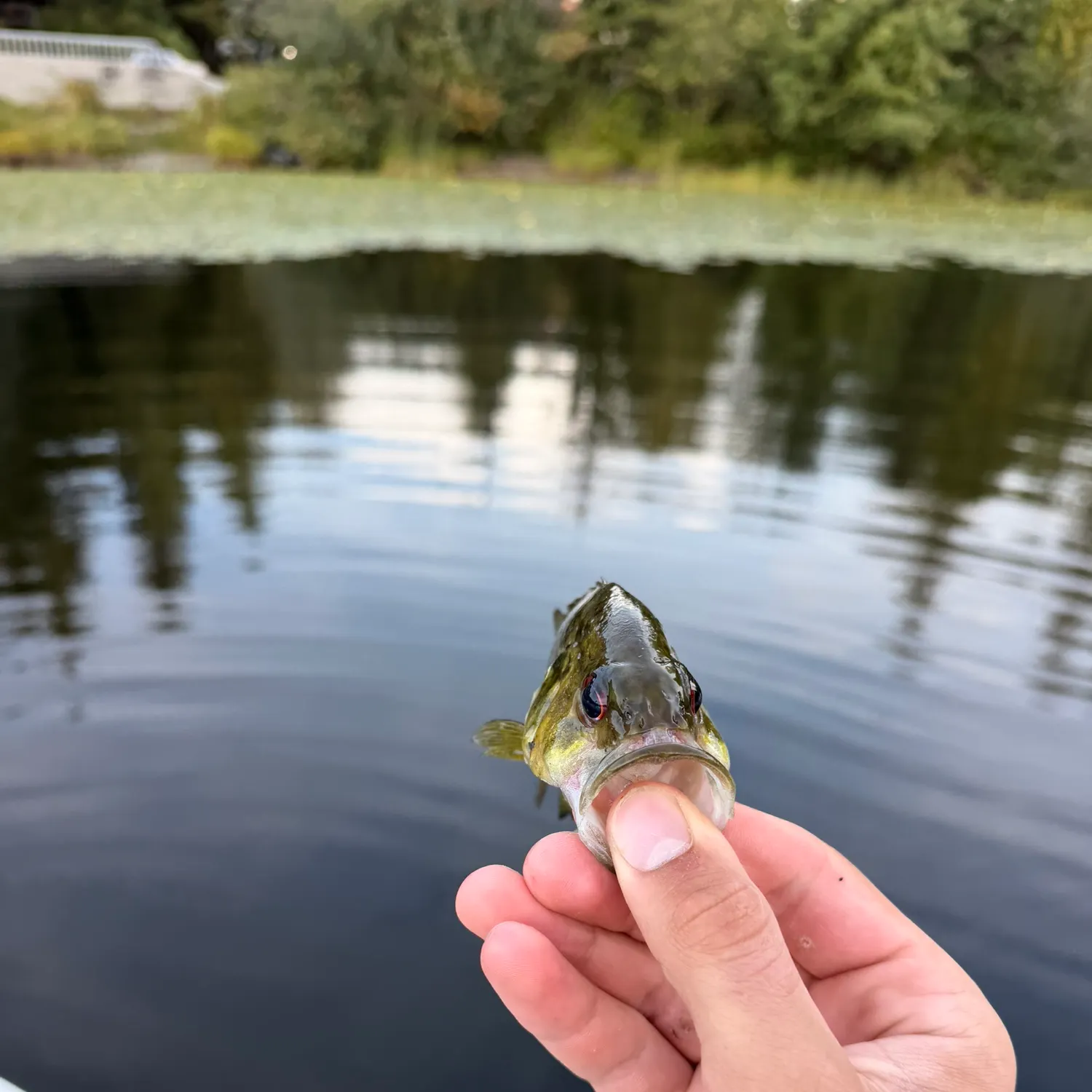 Rock bass caught on Fishbrain