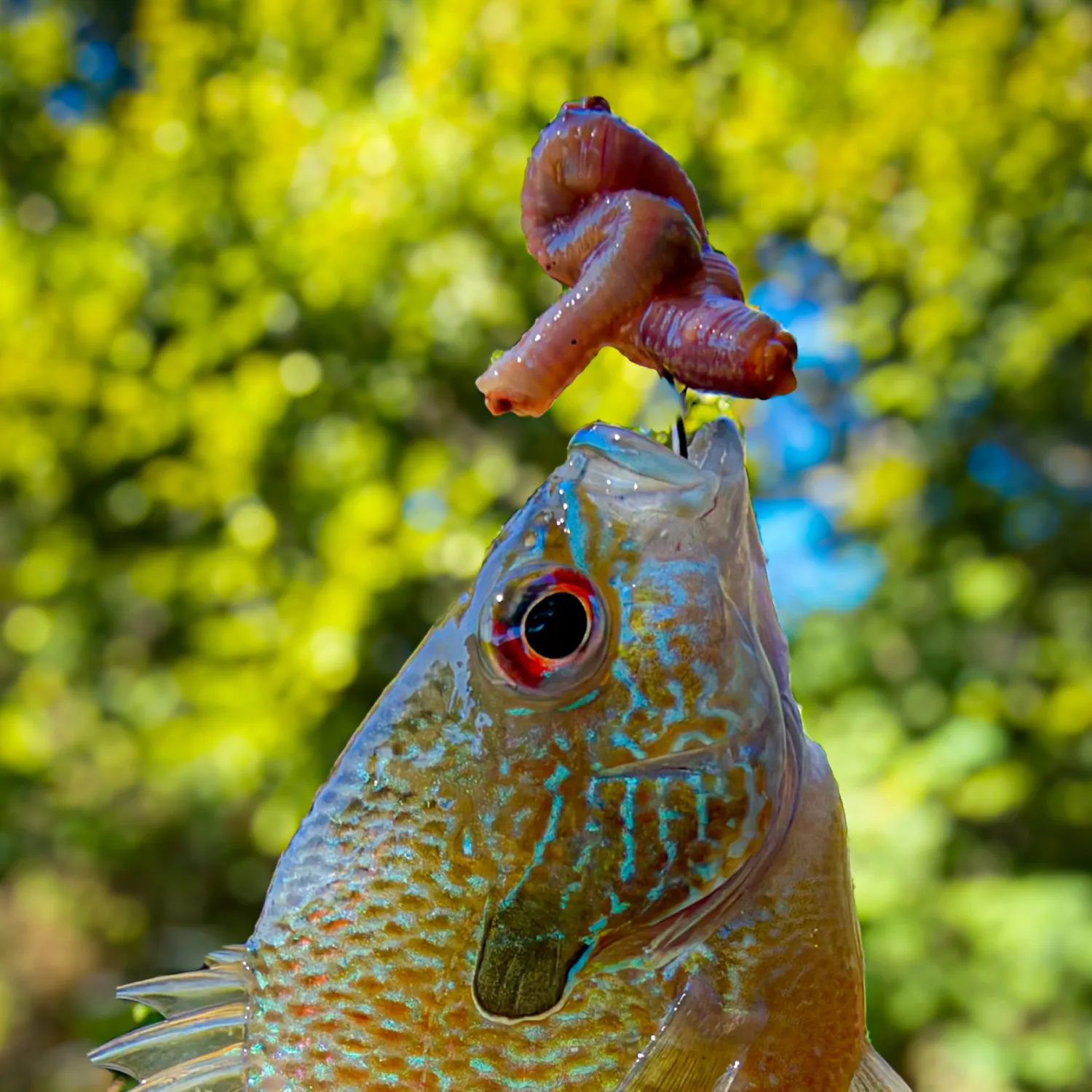 The most recent Longear sunfish catches on Fishbrain