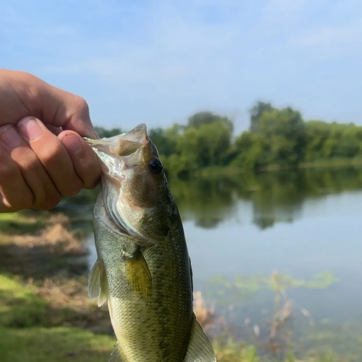 Largemouth bass caught on Fishbrain