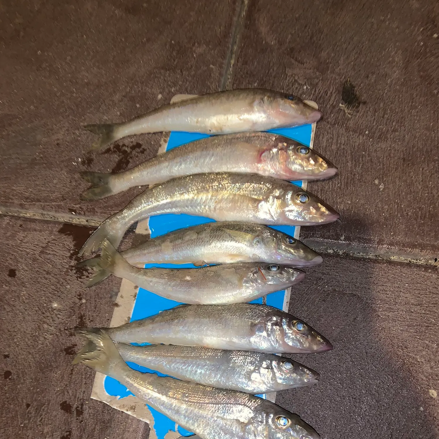 recently logged catches