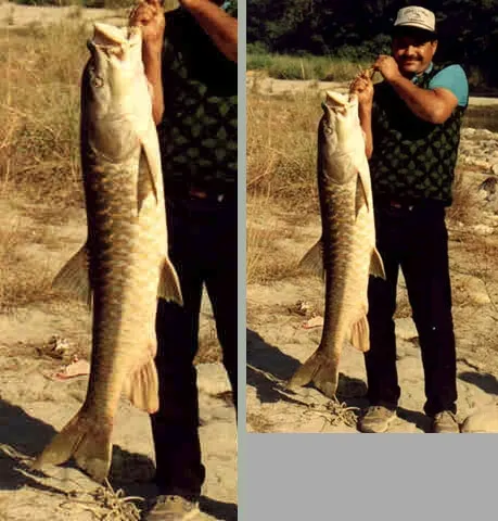 Golden mahseer