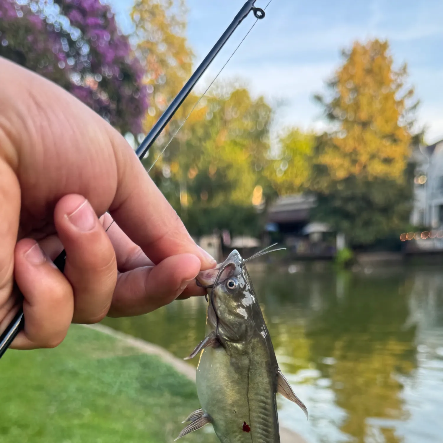 Fish caught on Fishbrain