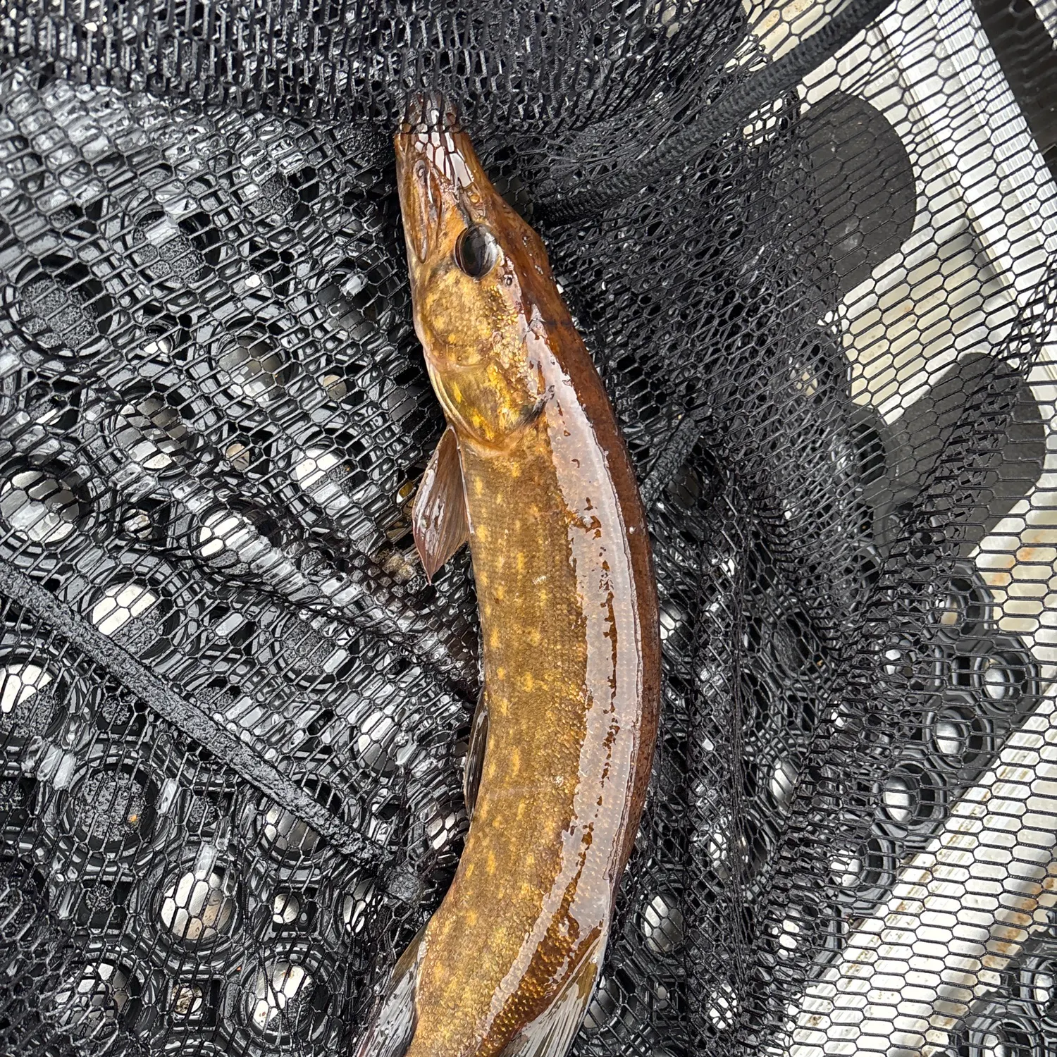 Northern pike caught on Fishbrain