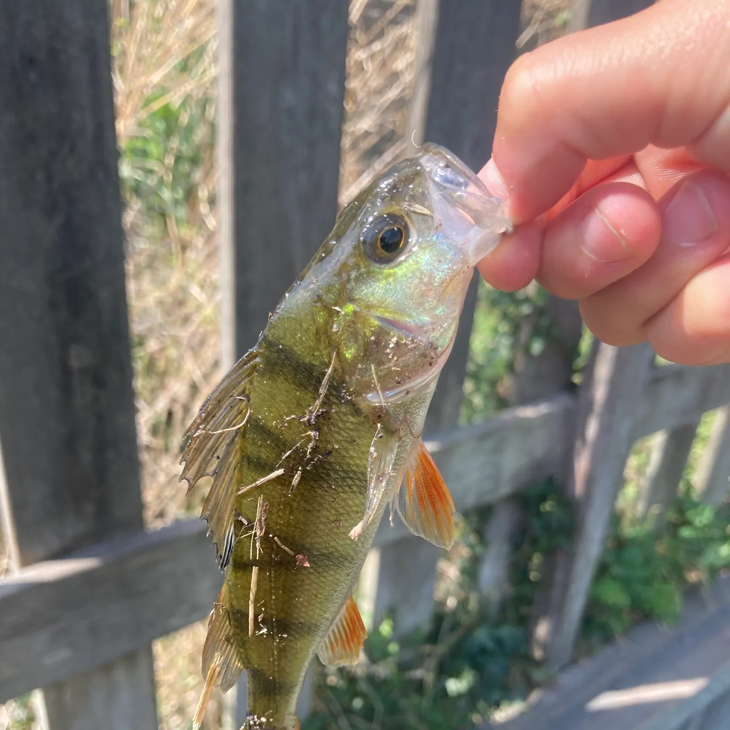 Fish caught on Fishbrain
