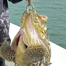 The most recent Atlantic goliath grouper catches on Fishbrain