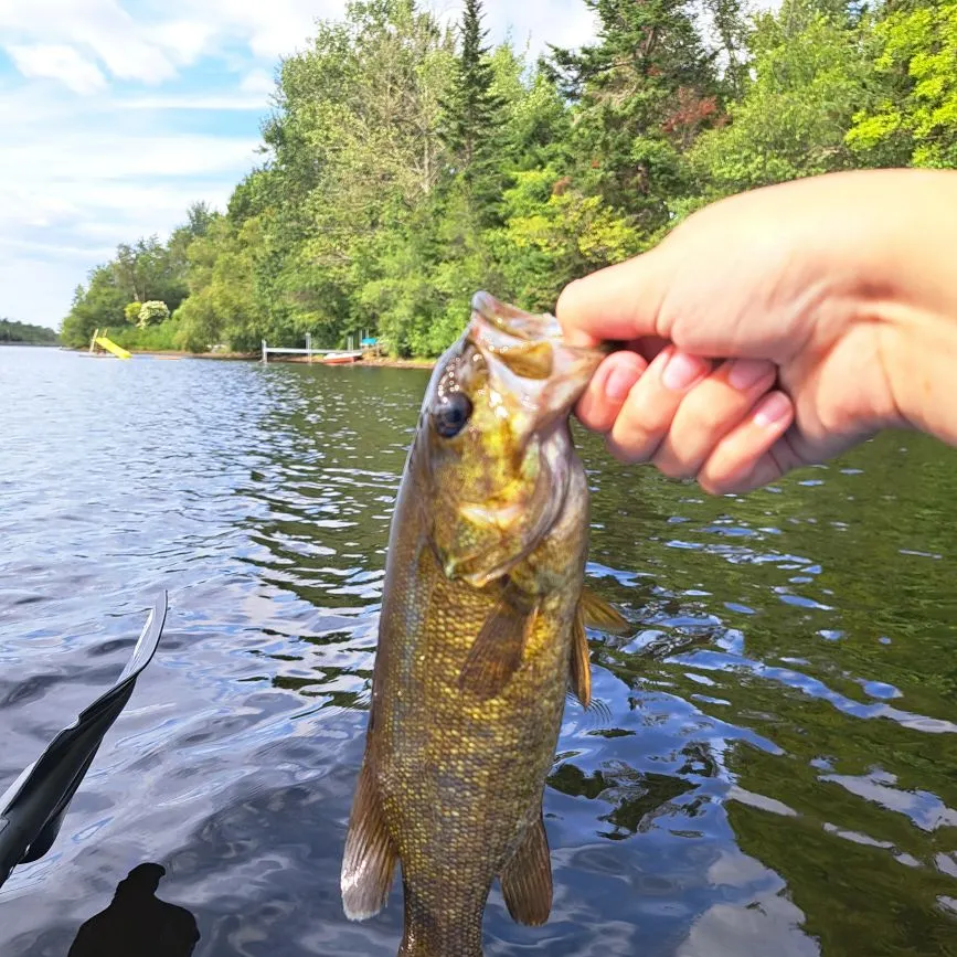 Smallmouth bass caught on Fishbrain