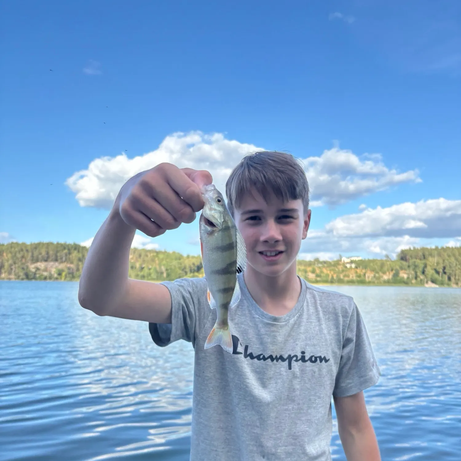 European perch caught on Fishbrain