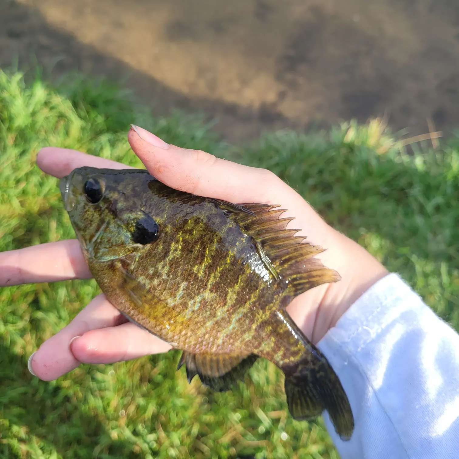 The most recent Wargill hybrid catches on Fishbrain