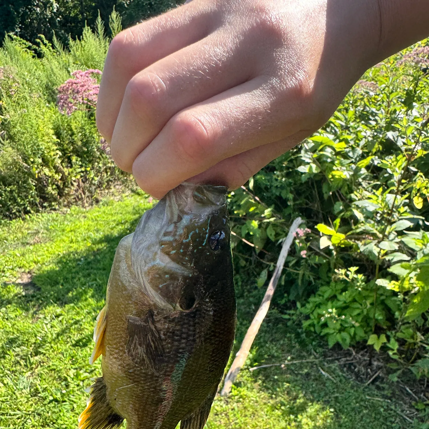 catch