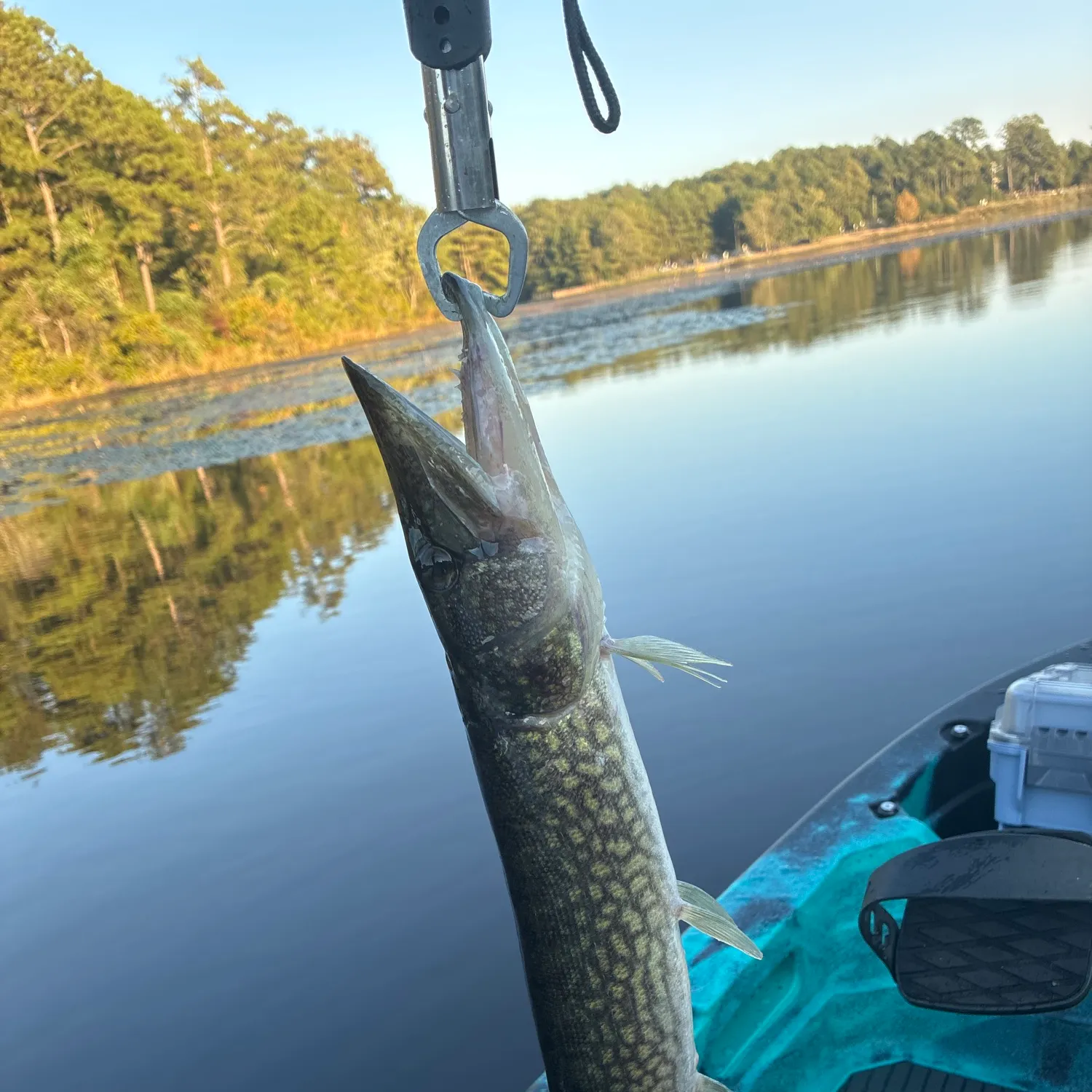 Chain pickerel caught on Fishbrain