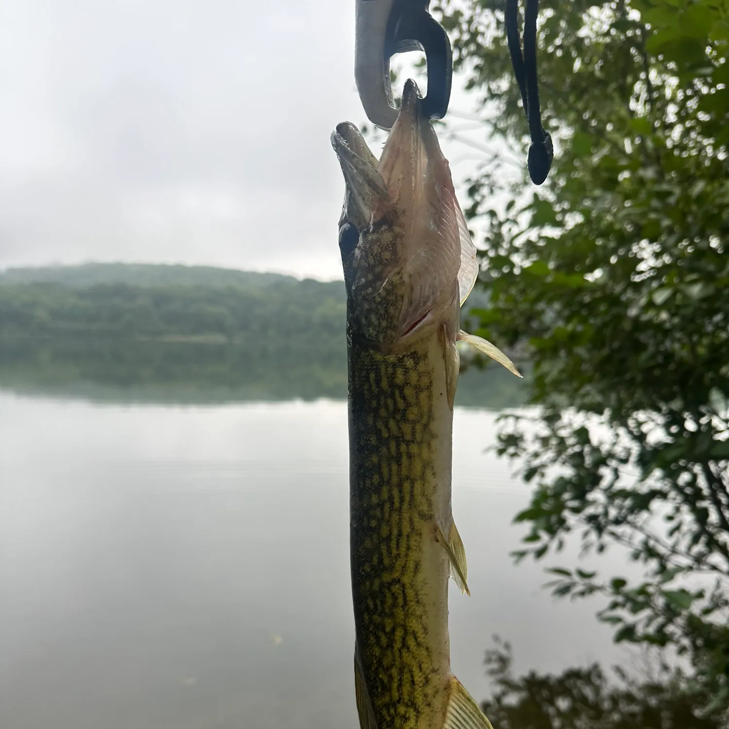 Chain pickerel caught on Fishbrain
