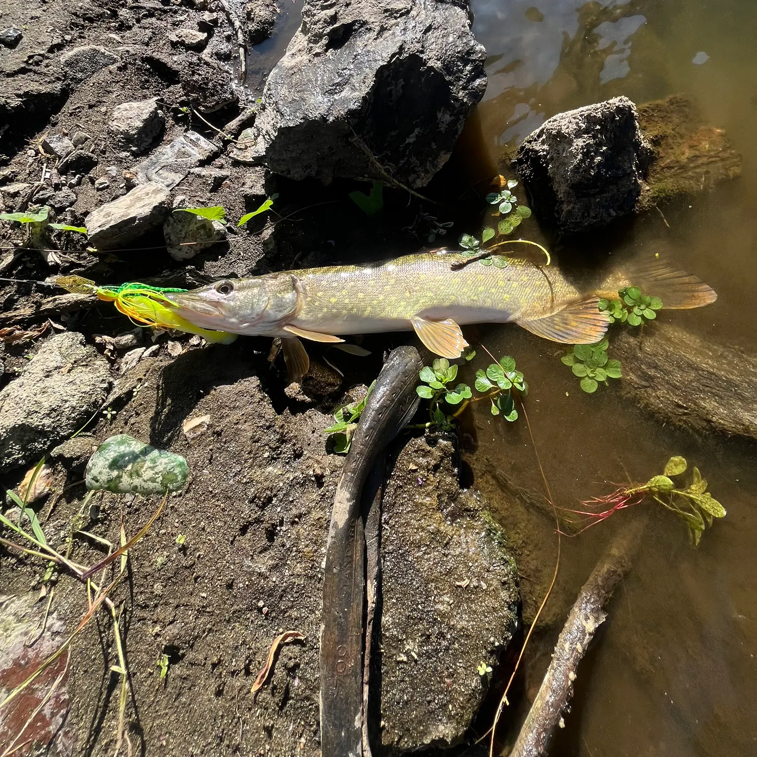 Northern pike caught on Fishbrain