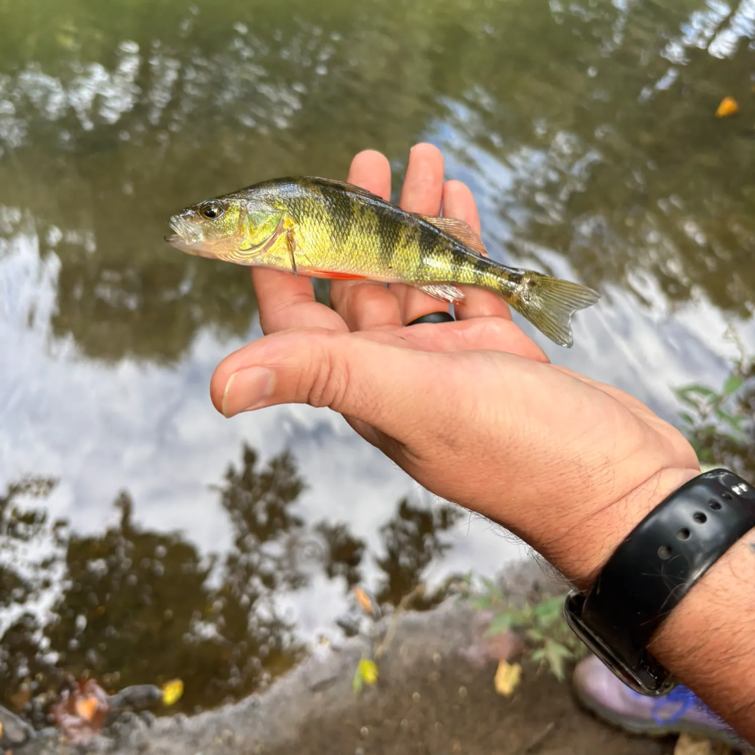 Yellow perch caught on Fishbrain