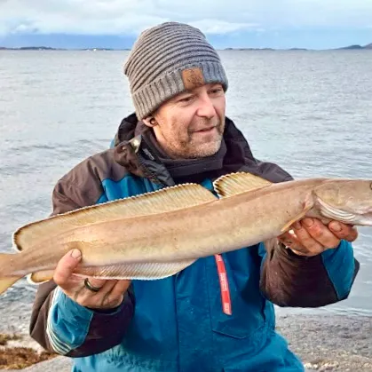 The most recent Common ling catches on Fishbrain