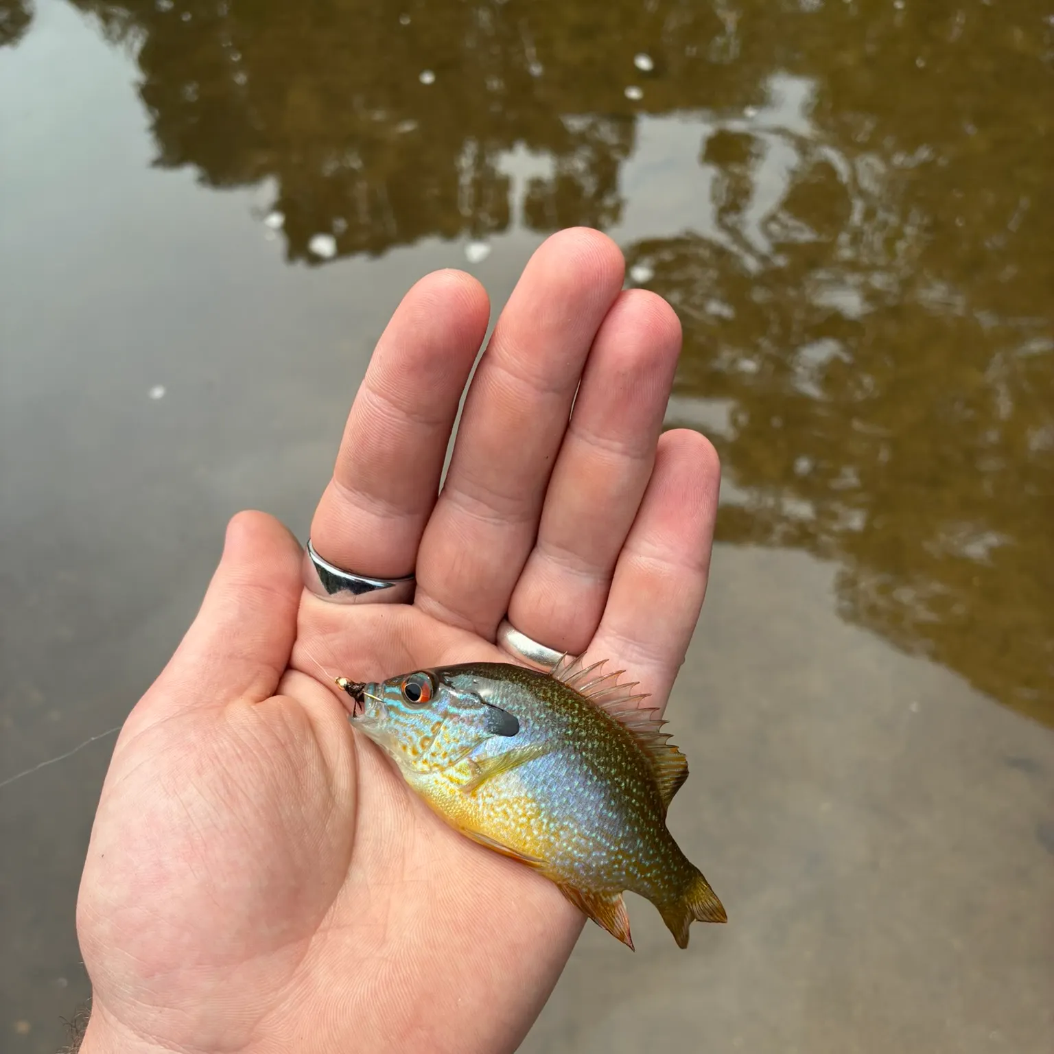 Longear sunfish caught on Fishbrain