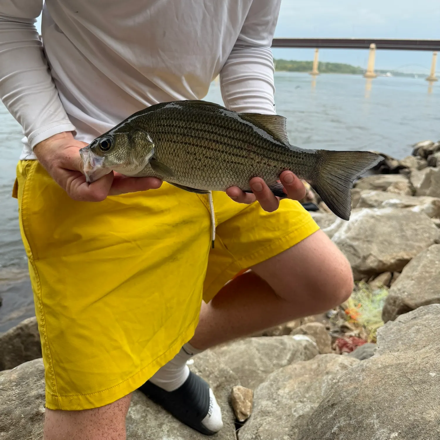 White bass caught on Fishbrain