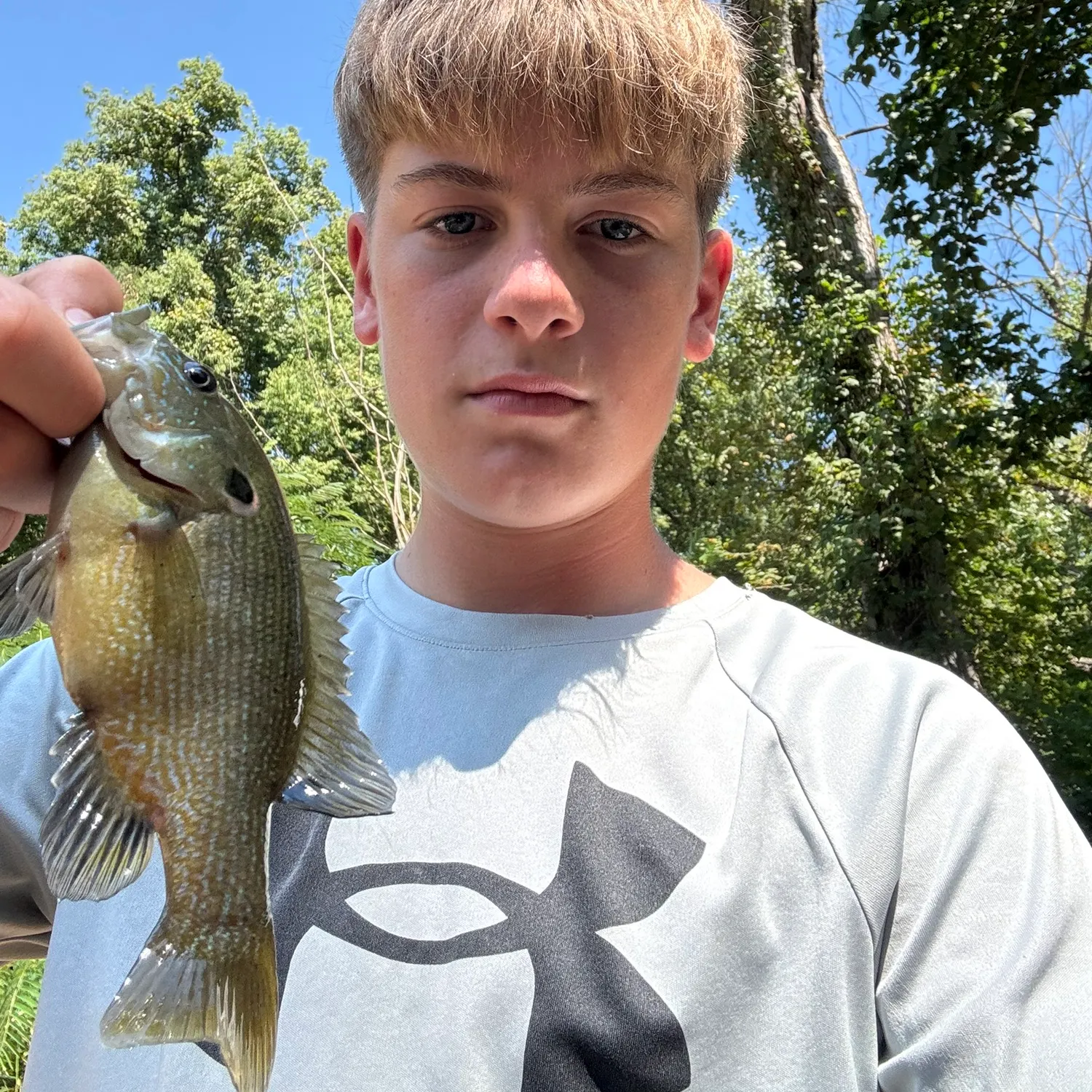 Green sunfish caught on Fishbrain