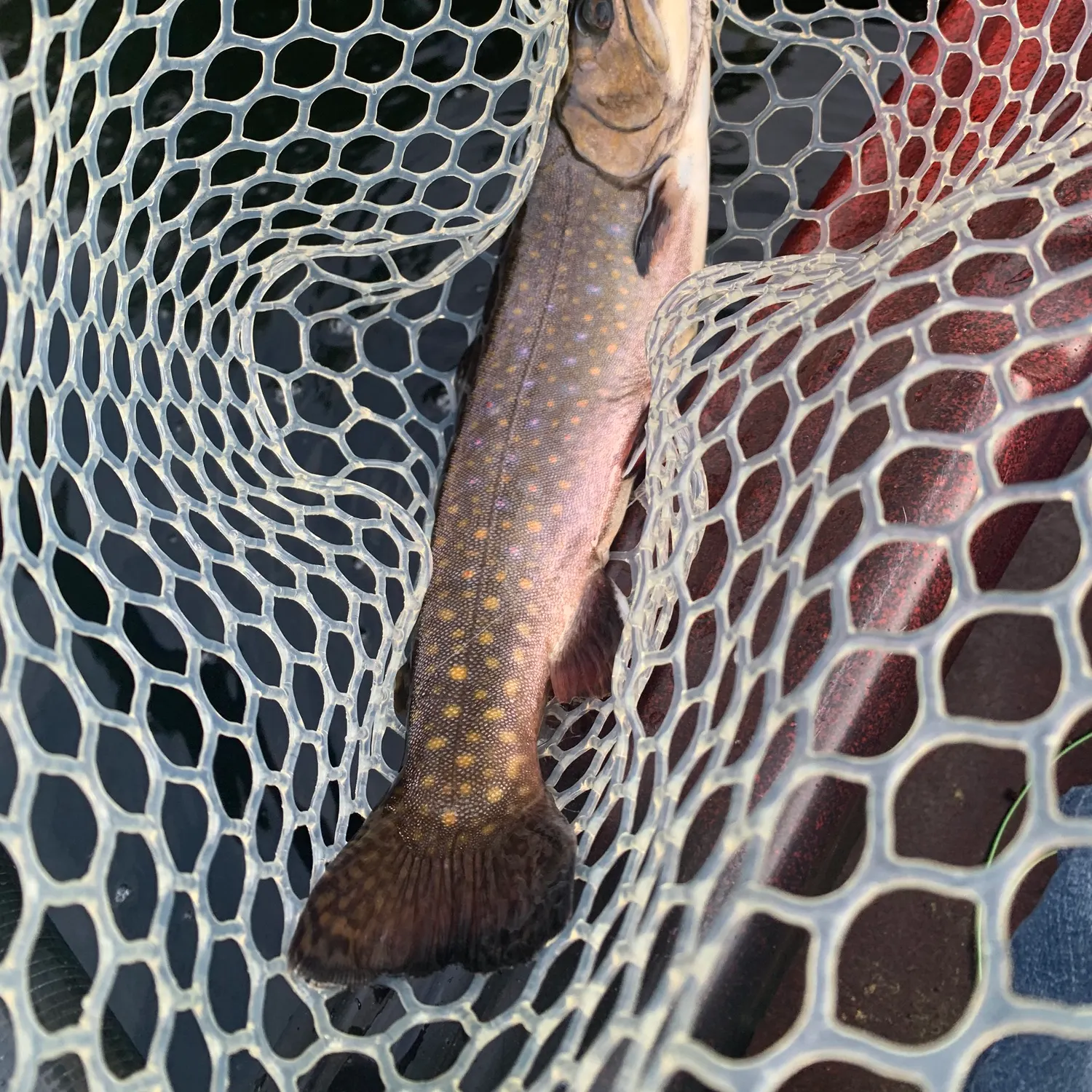 Brook trout caught on Fishbrain