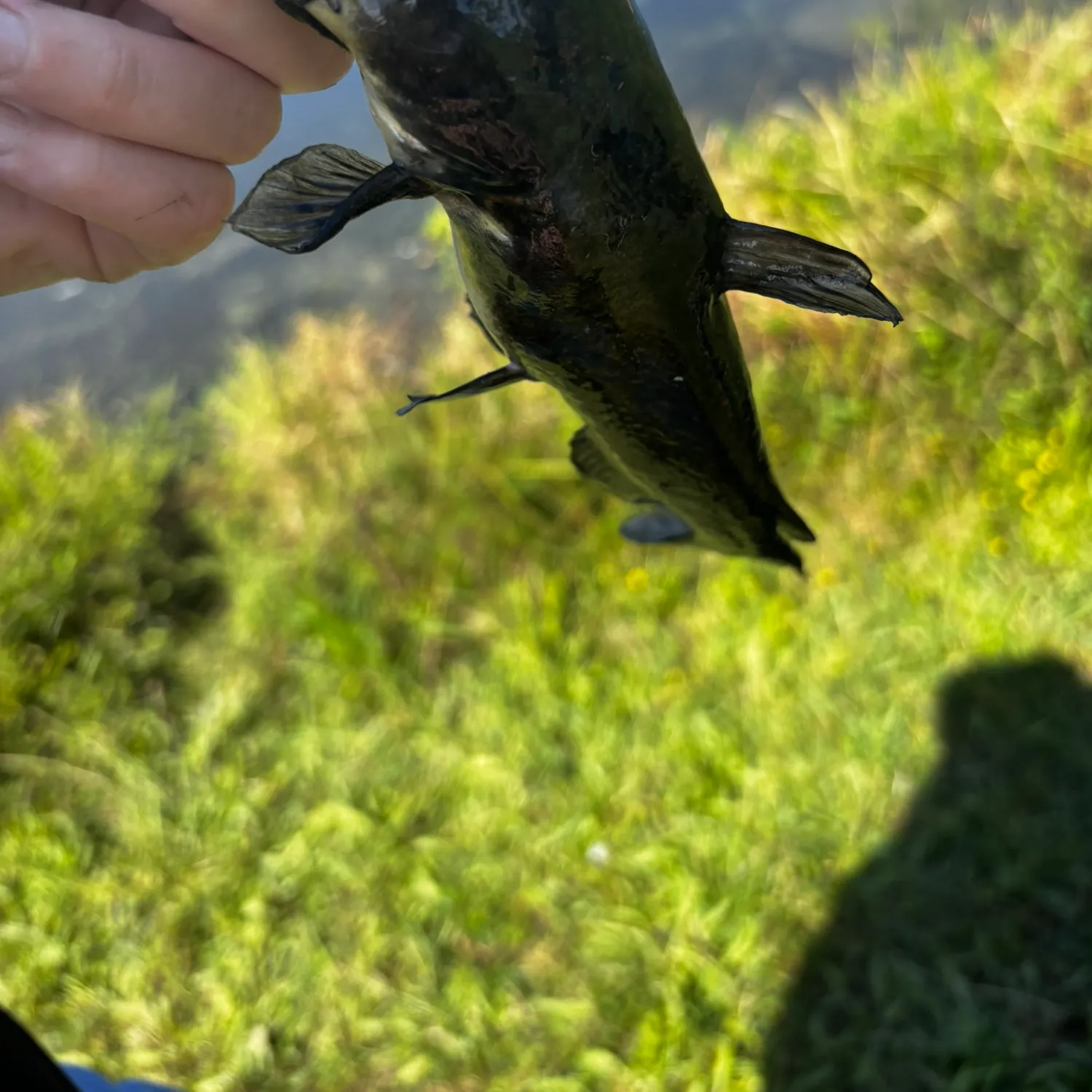 Black bullhead caught on Fishbrain