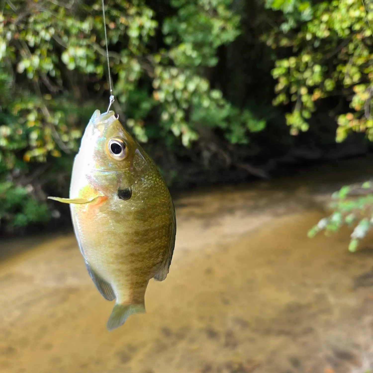 Bluegill caught on Fishbrain