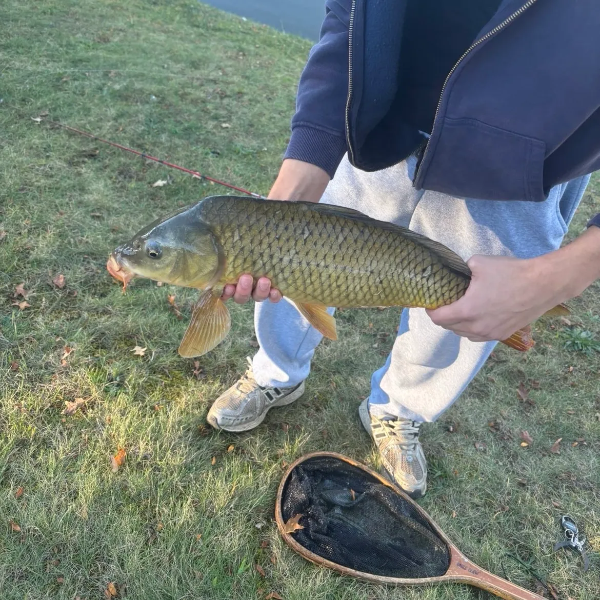 Common carp caught on Fishbrain