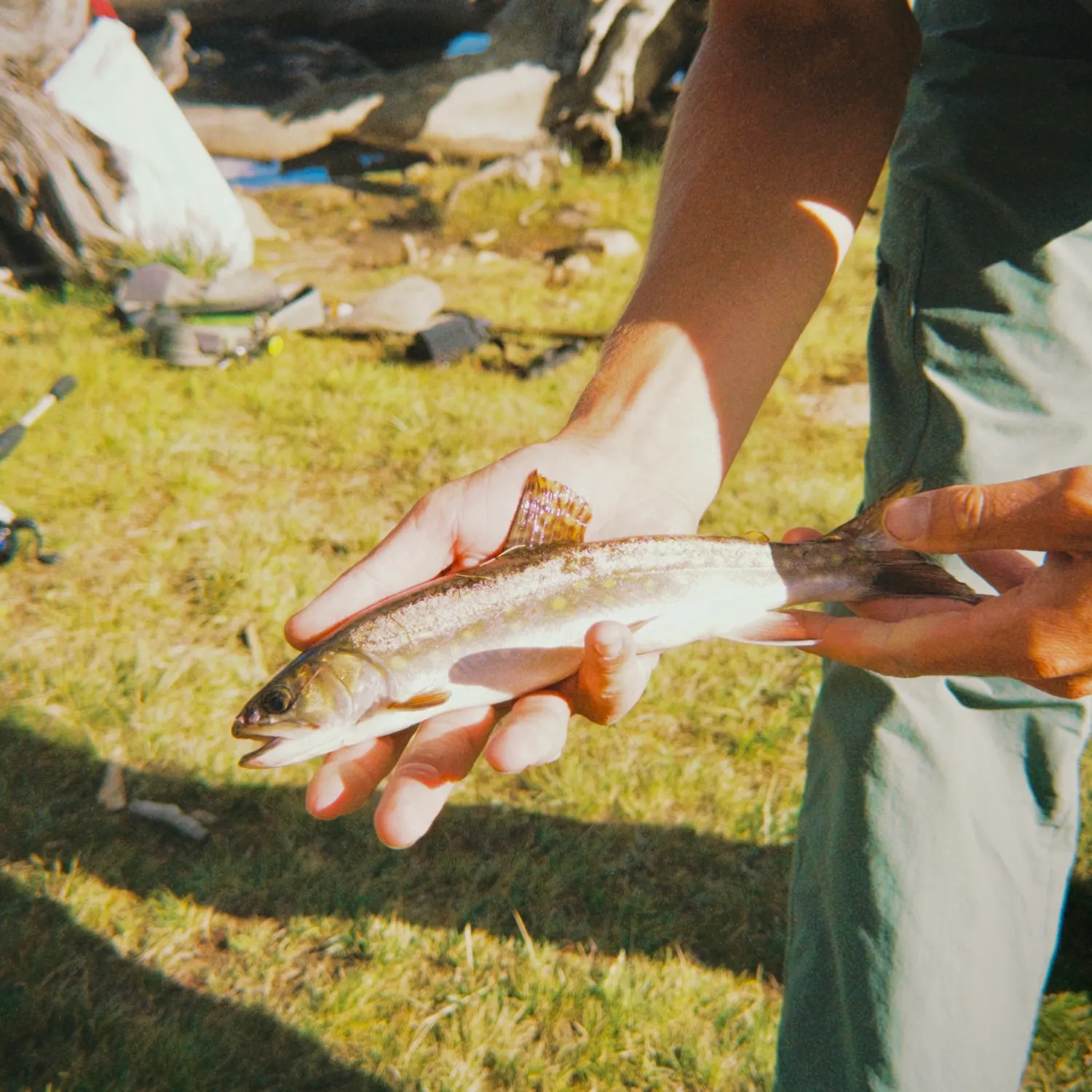 Tiger trout caught on Fishbrain
