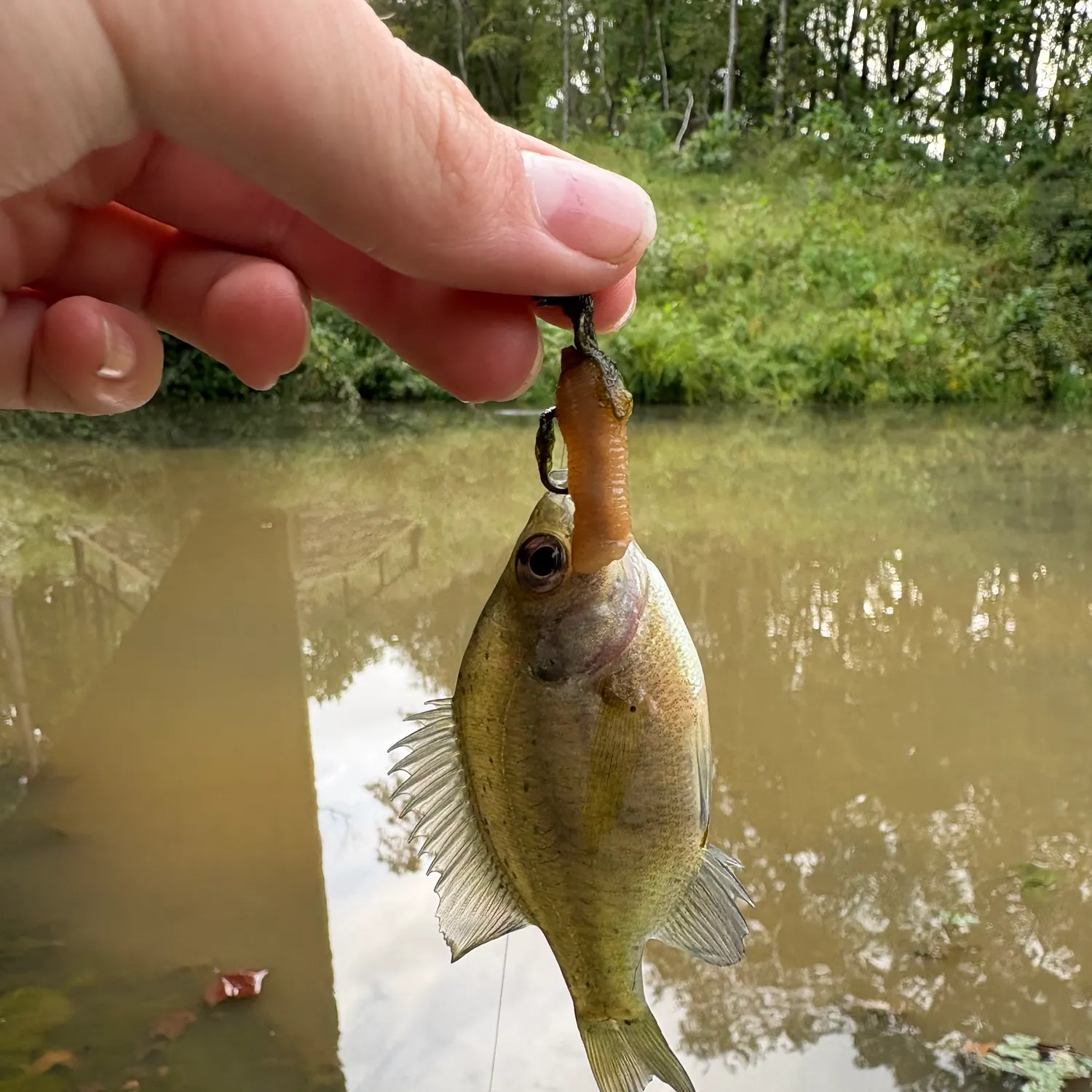 Bluegill caught on Fishbrain