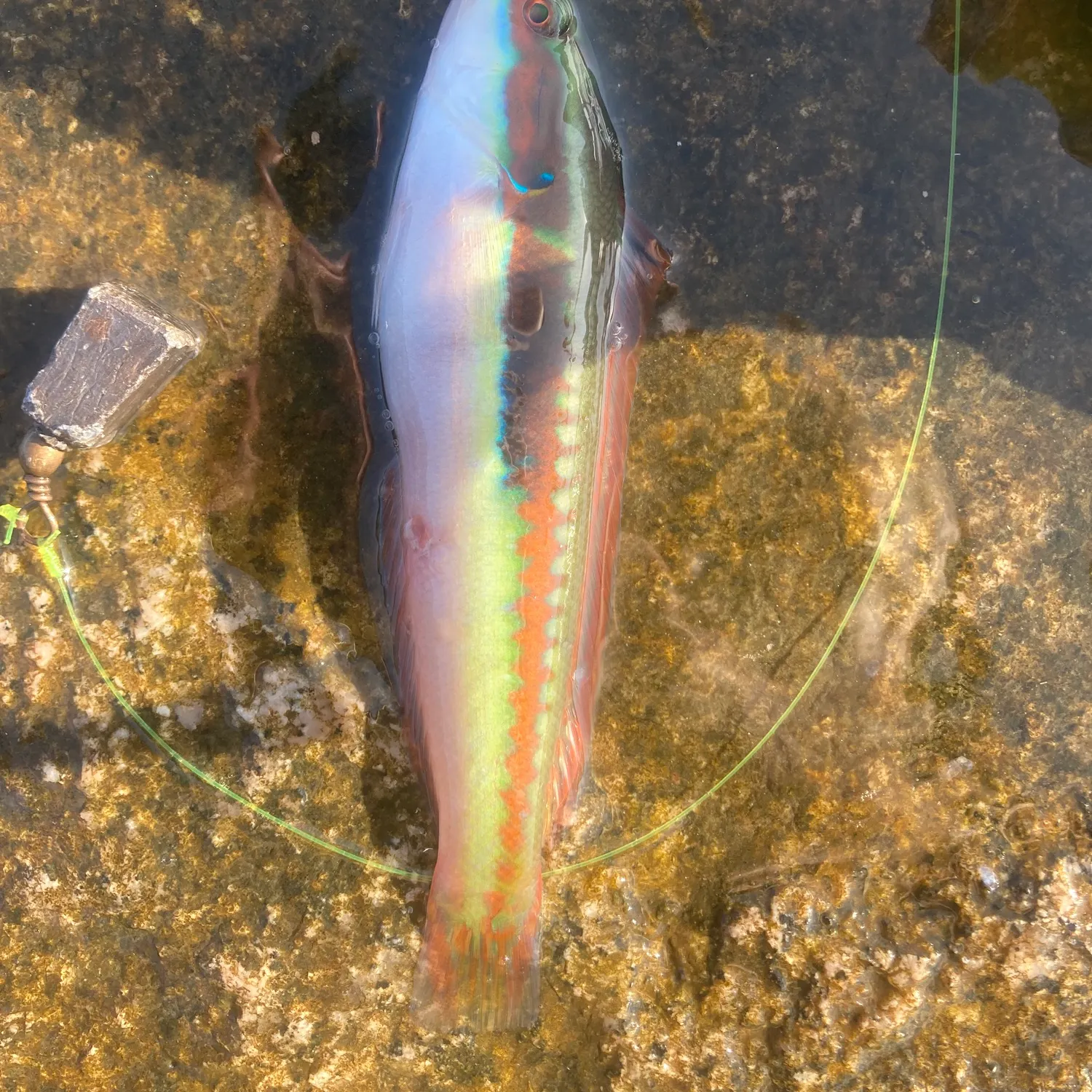 Fish caught on Fishbrain