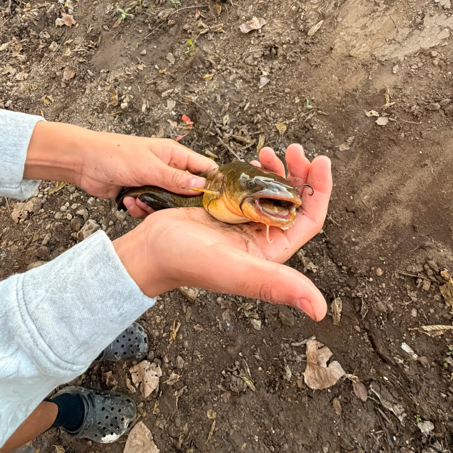 Yellow bullhead caught on Fishbrain