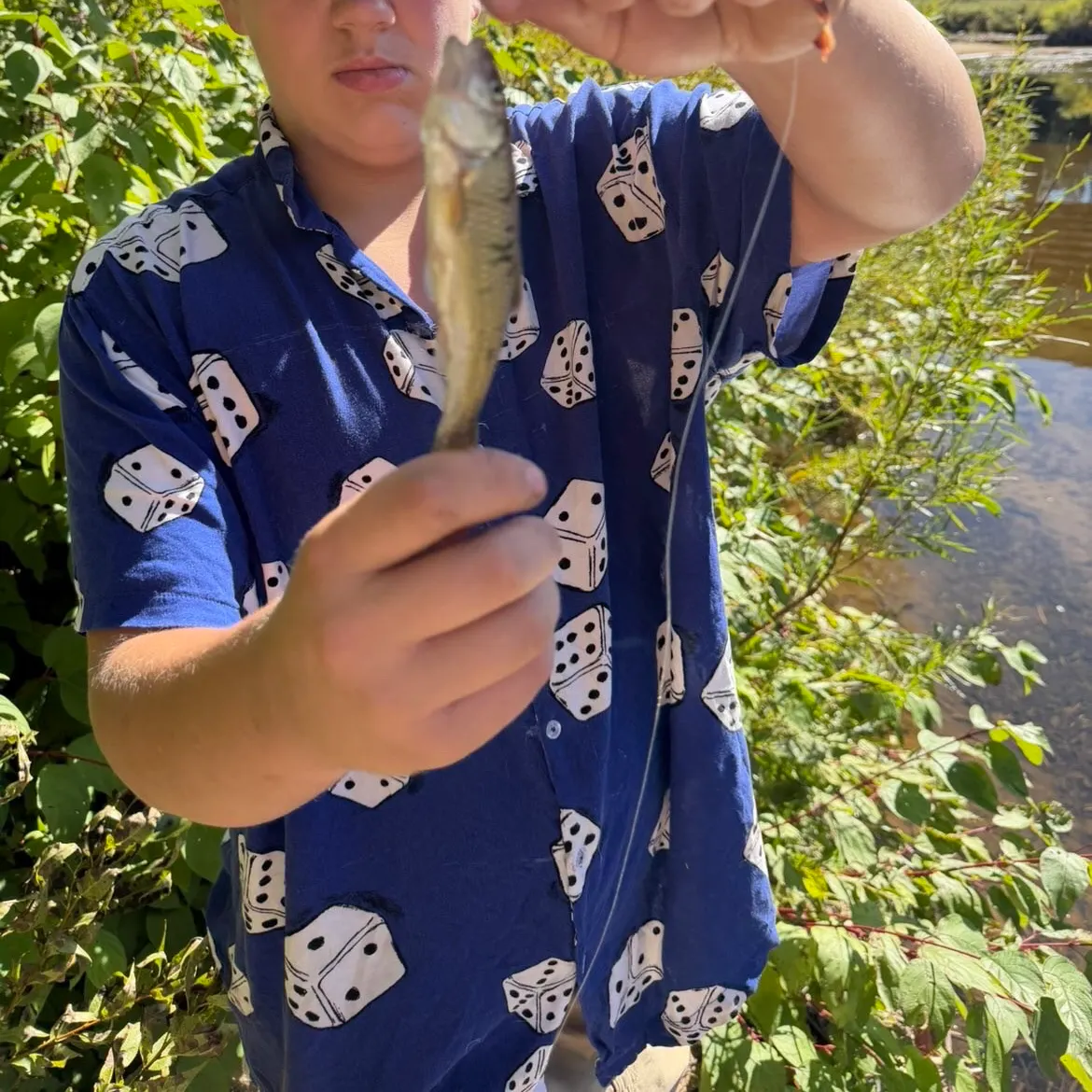 Creek chub caught on Fishbrain