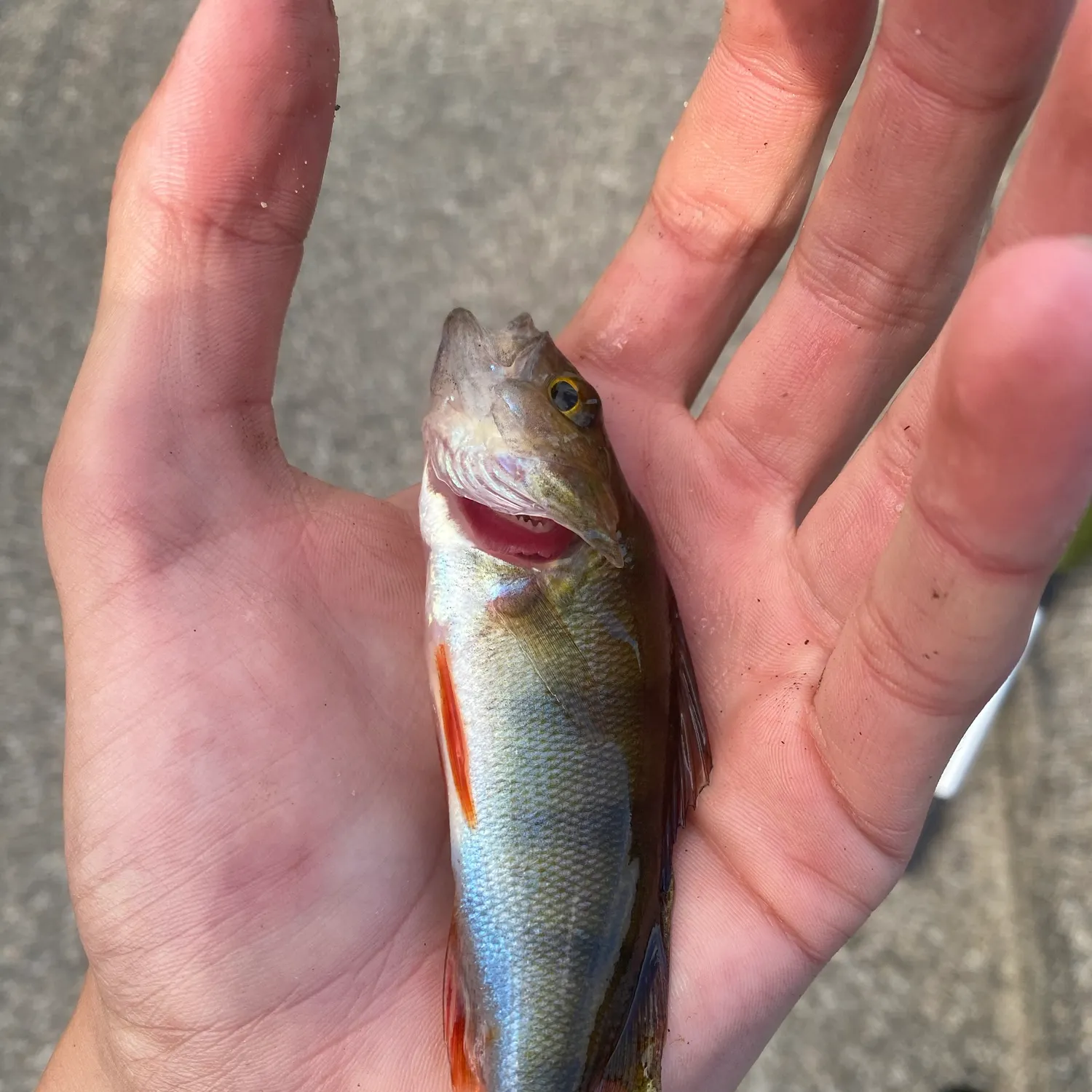 European perch caught on Fishbrain