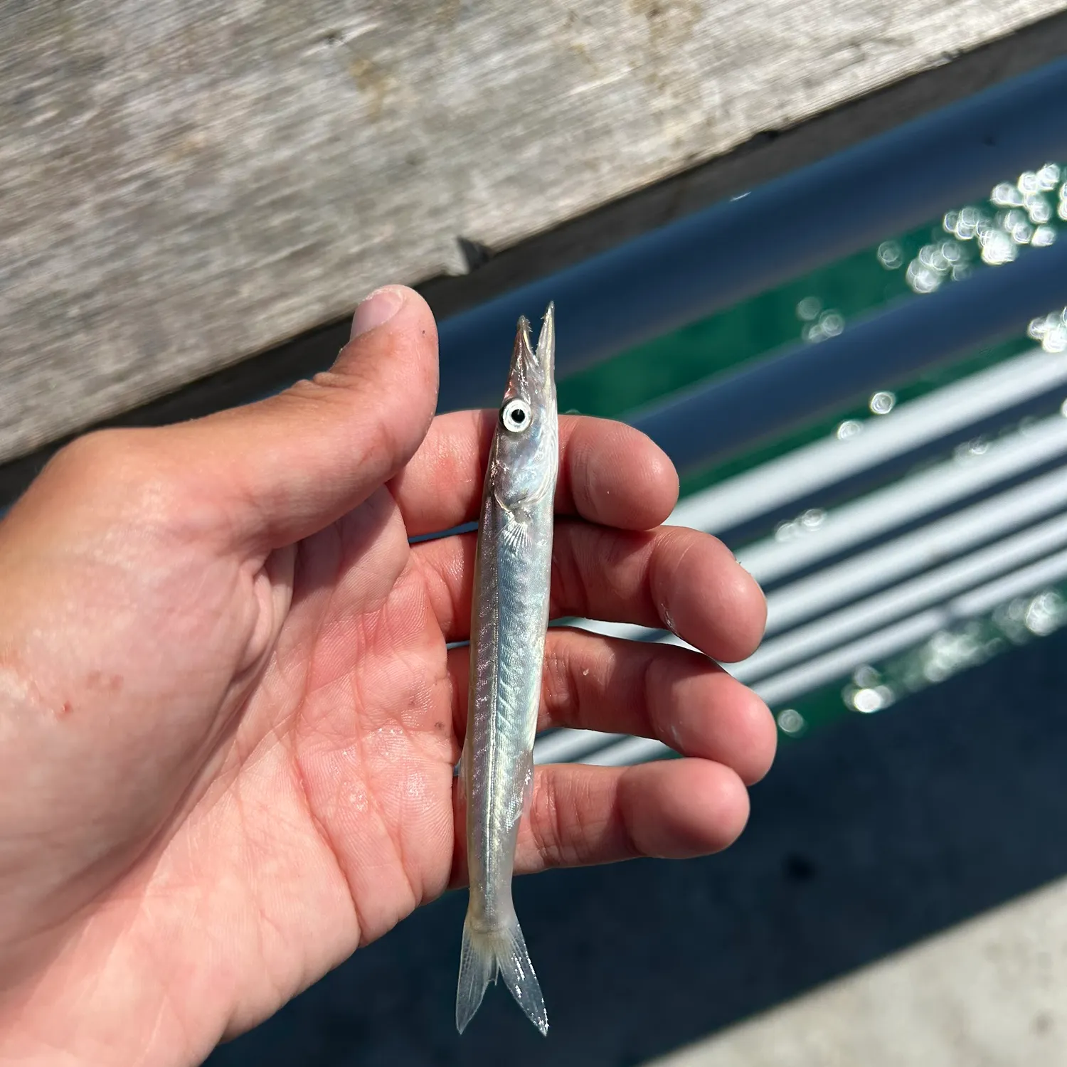 Pacific barracuda caught on Fishbrain