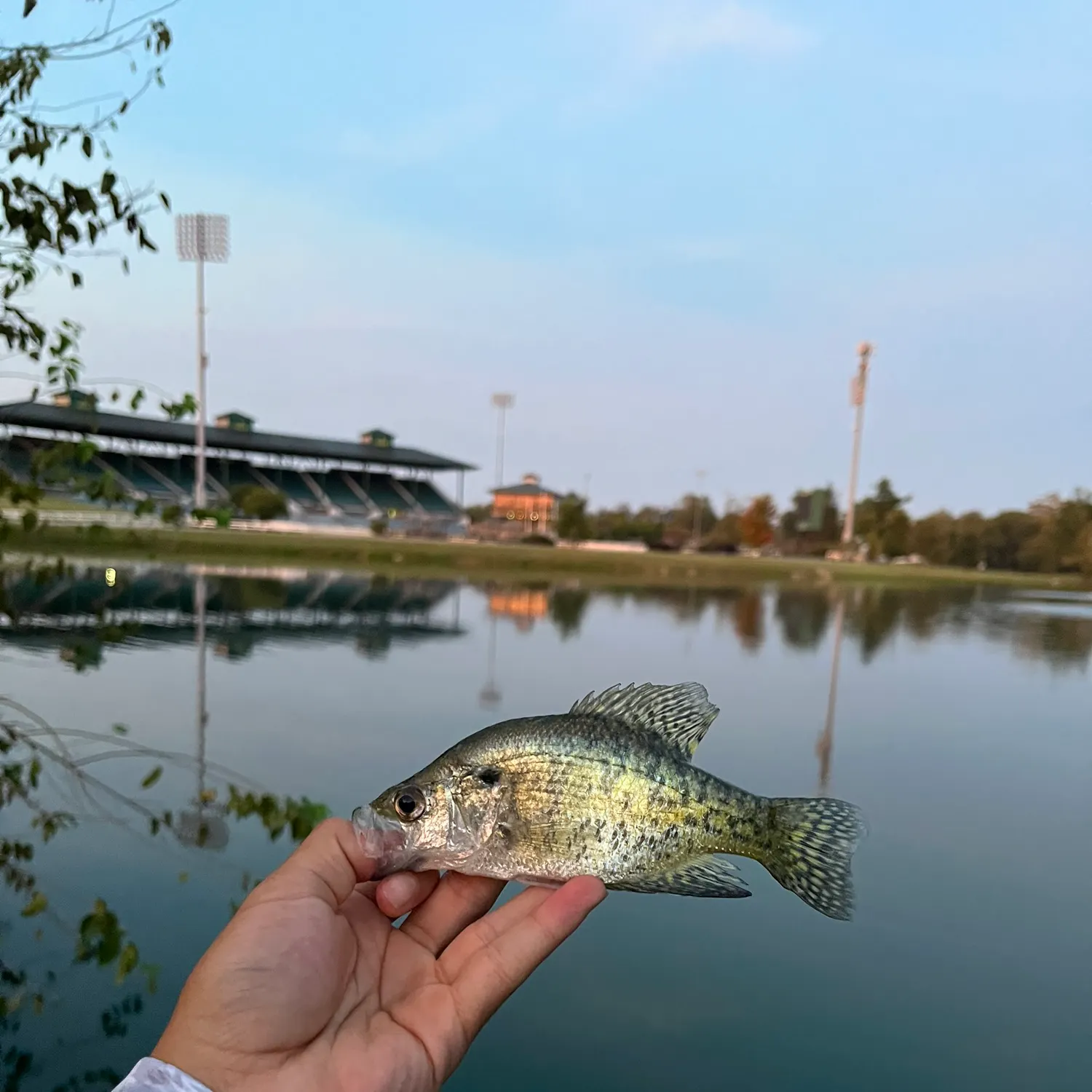White crappie caught on Fishbrain